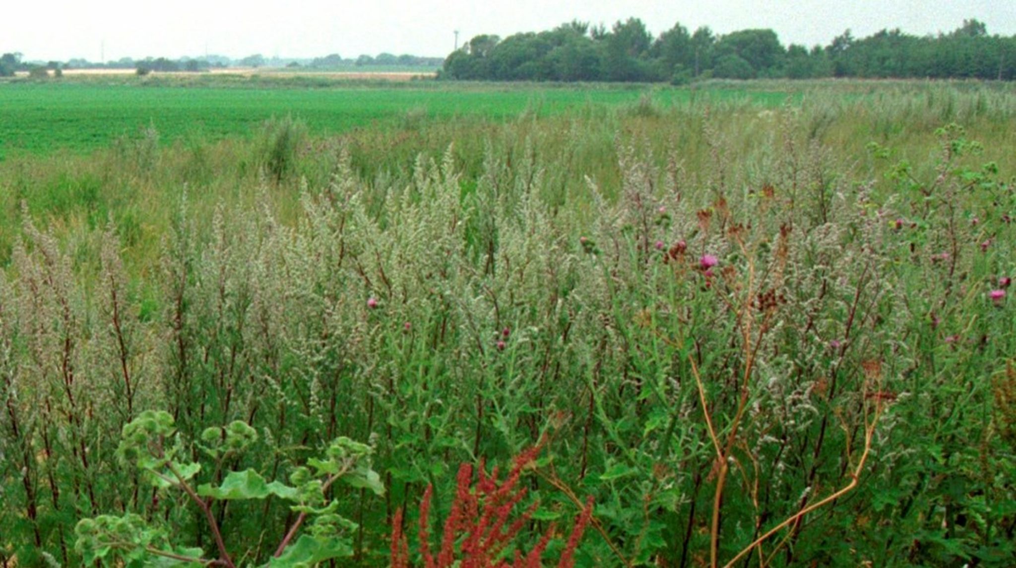 <div>Lovgivningen ansporer landmændene til at undgå at genskabe beskyttet natur og til at undgå at lave levesteder for truede dyrearter, skriver Maria Gjerding og Lone Andersen.<br></div>