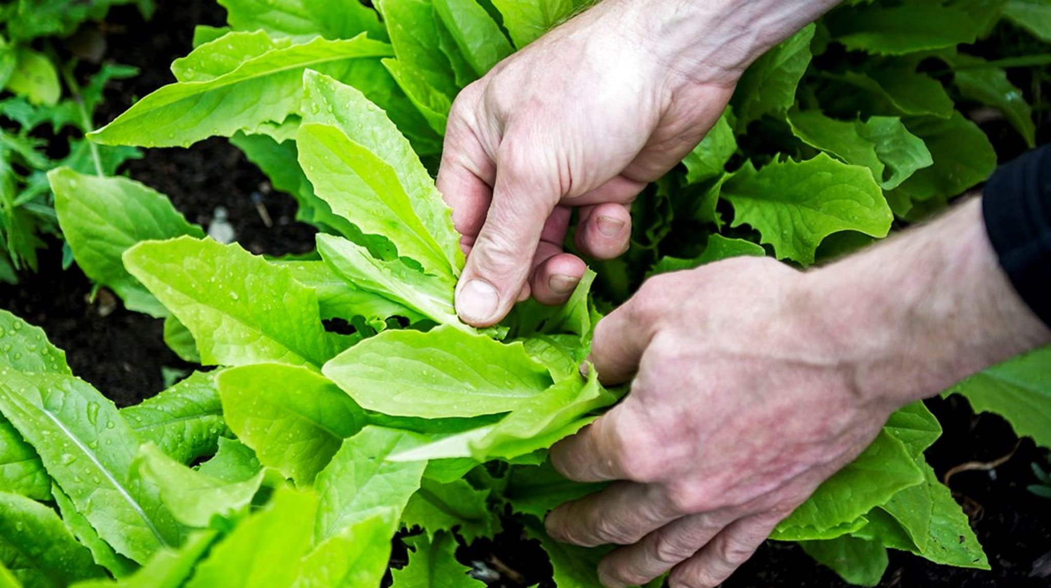 Det blev Planteslagterne, der løb med prisen som årets grønne iværksætter 2021.&nbsp;
