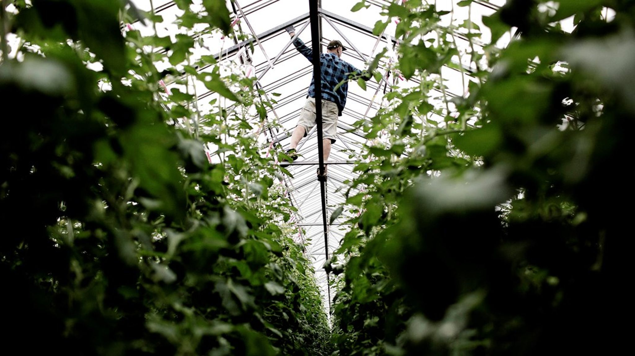 Det er da både CO2-vanvid og gourmetmæssigt dumt at bruge millioner af kroner i energi til at producere blege vintertomater i vores klima, skriver&nbsp;Knud Vilby.