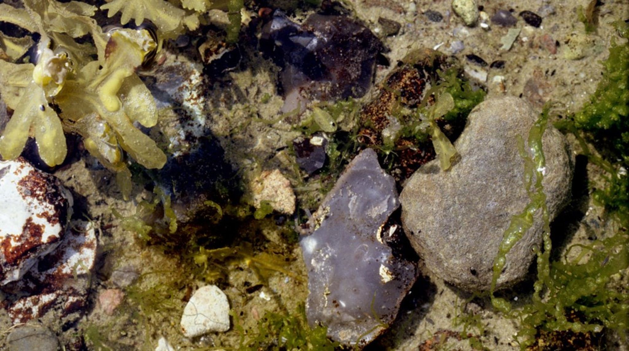 Ved blandt andet at sætte liner op, hvor der kan dyrkes muslinger, kan vi få en sundere havmiljø og bæredygtige fødevarer fra havet, skriver formand i Havhøst Joachim Hjerl og biolog Hanne Lyng Winter.