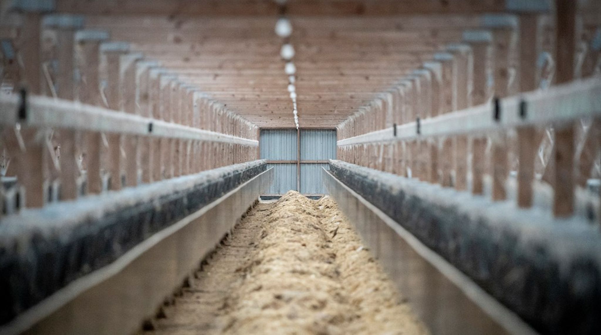 Tre minkvirksomheder har søgt om erstatning efter dvaleordningen. 606 har bedt omnedluknings erstatning, mens omkring 500 tidligere minkavlere stadig mangler at beslutte sig. Arkivfoto.&nbsp;