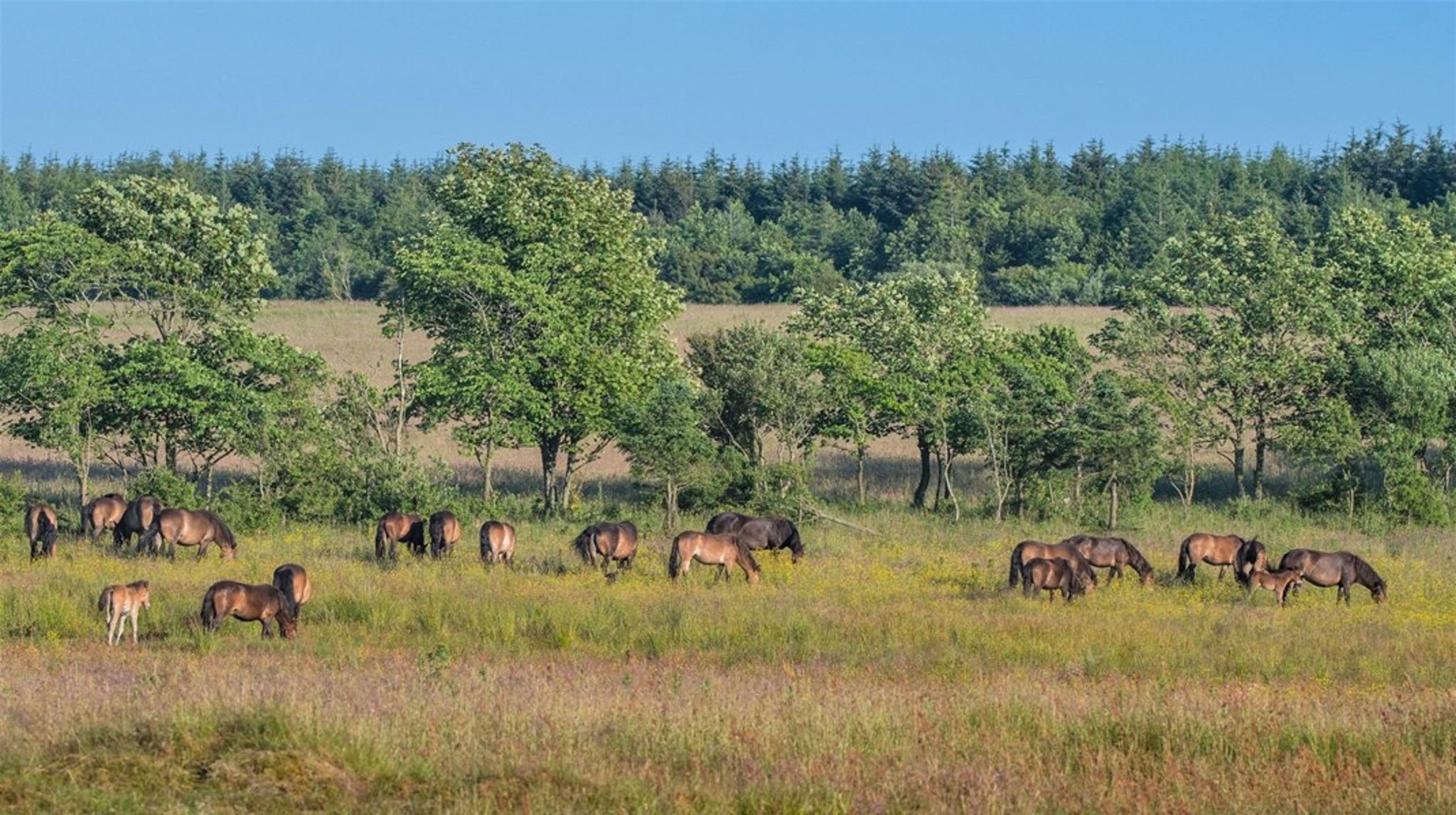 Uanset den ene eller anden sproglige finesse handler rewilding kort fortalt om at afvikle eksisterende designer-natur og i stedet lade de naturlige processer drive naturens udvikling, skriver Rune Engelbreth Larsen.
