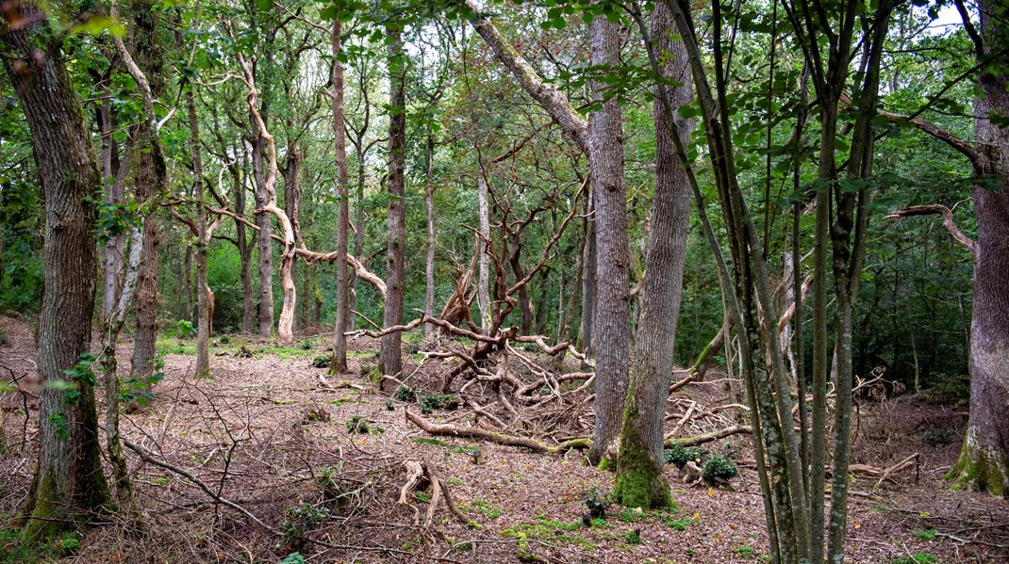 Værdien af en rig, levende natur er svær at sætte konkrete beløb på. Ikke desto mindre burde alvorligheden af både klima- og biodiversitetskrisen være nok som argument for at vælge løsninger, der afhjælper begge kriser, skriver Anders Morten Christoffersen.