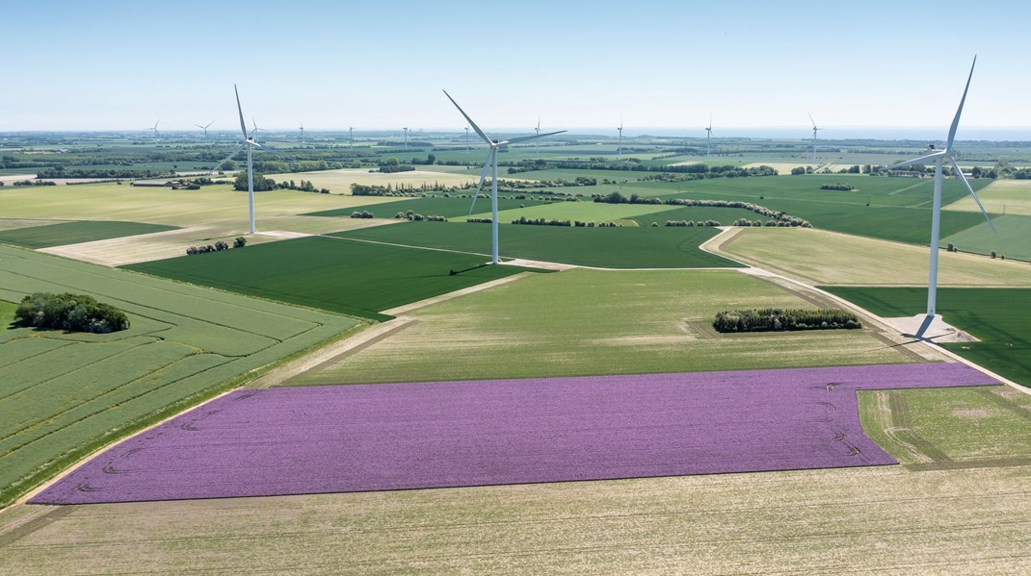 Over 60 procent af Danmarks landareal er udlagt til landbrug. Der er kun ét andet land i verden, hvor så stor en procentdel af arealet overlades til fødevareproduktion, nemlig Bangladesh. Noget af det areal bør gives tilbage til naturen, skriver Katherine Richardson.