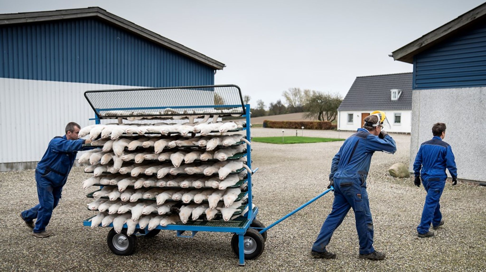 Lovbruddet er en politisk skandale, men al for ofte "glemmes" det, at et indgreb mod minkbranchen var uomgængeligt, mener Lars Olsen.