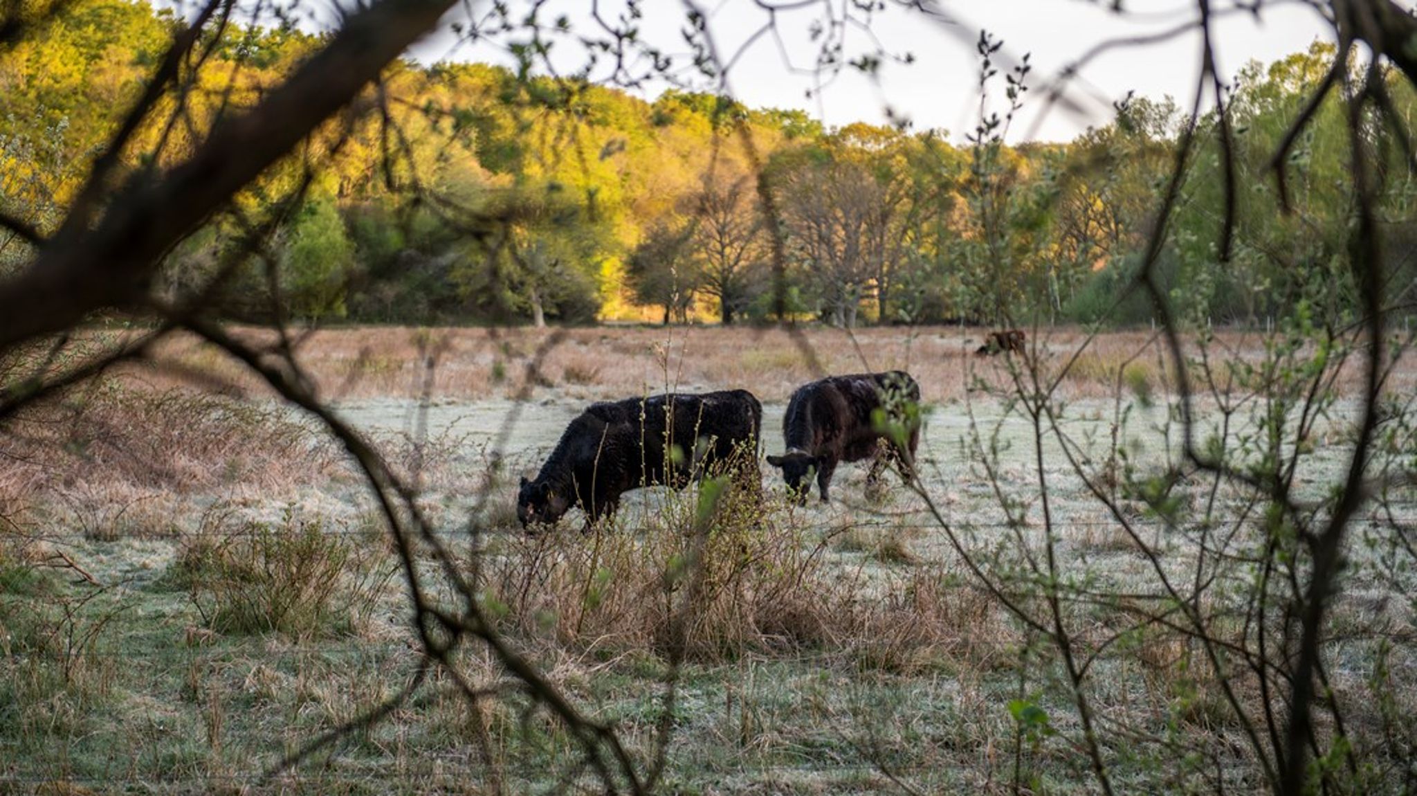 Loven hjælper ikke naturen, fordi den gør det fristende at have dyrene stående tæt på gården i en lille, overskuelig fold, i stedet for på åbne, naturrige marker, skriver Rasmus Ejrnæs og Camilla Fløjgaard.<br><br>