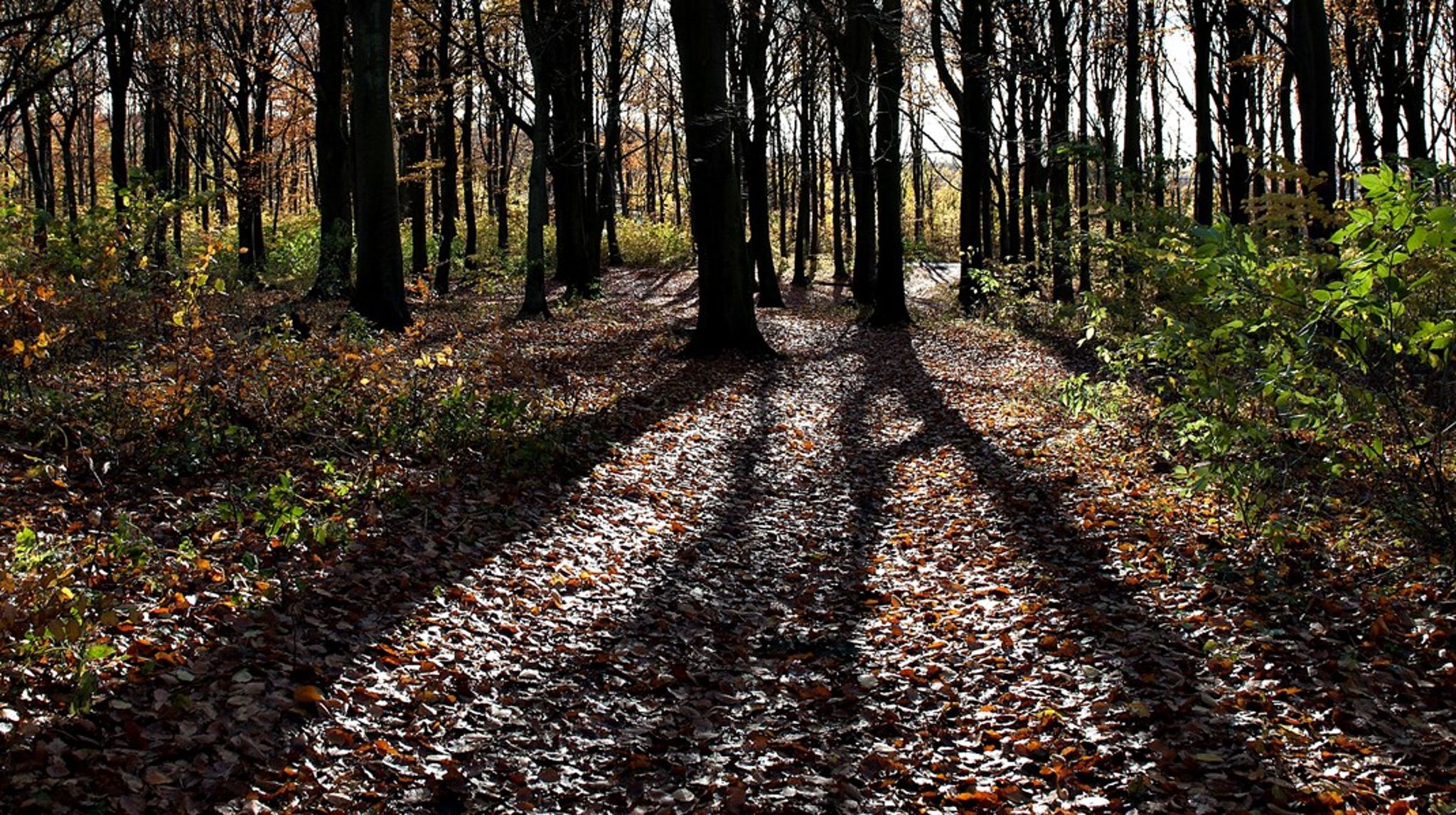 Urørt skov er en omkostningseffektiv klimaløsning, fordi skoven optager CO2 fra første sekund, den lægges urørt, skriver&nbsp;Bo Øksnebjerg og Maria Reumert Gjerding.