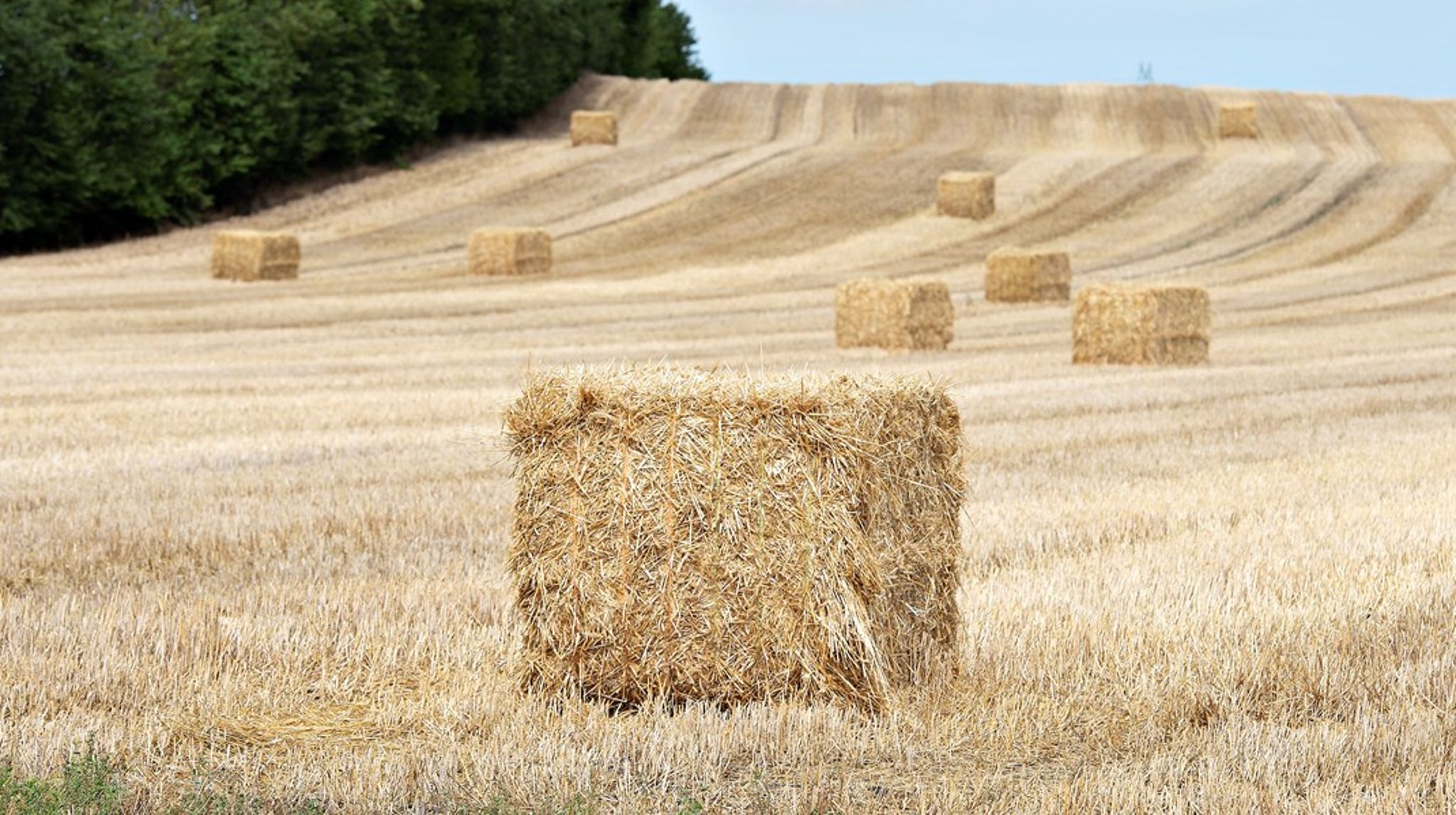 Danske landmænd er historisk dygtige til at få meget ud af de materialer og ressourcer, de har og producerer. De er kort og godt ret veltrænede i det, man kalder cirkulær økonomi, skriver Karen Jørgensen.