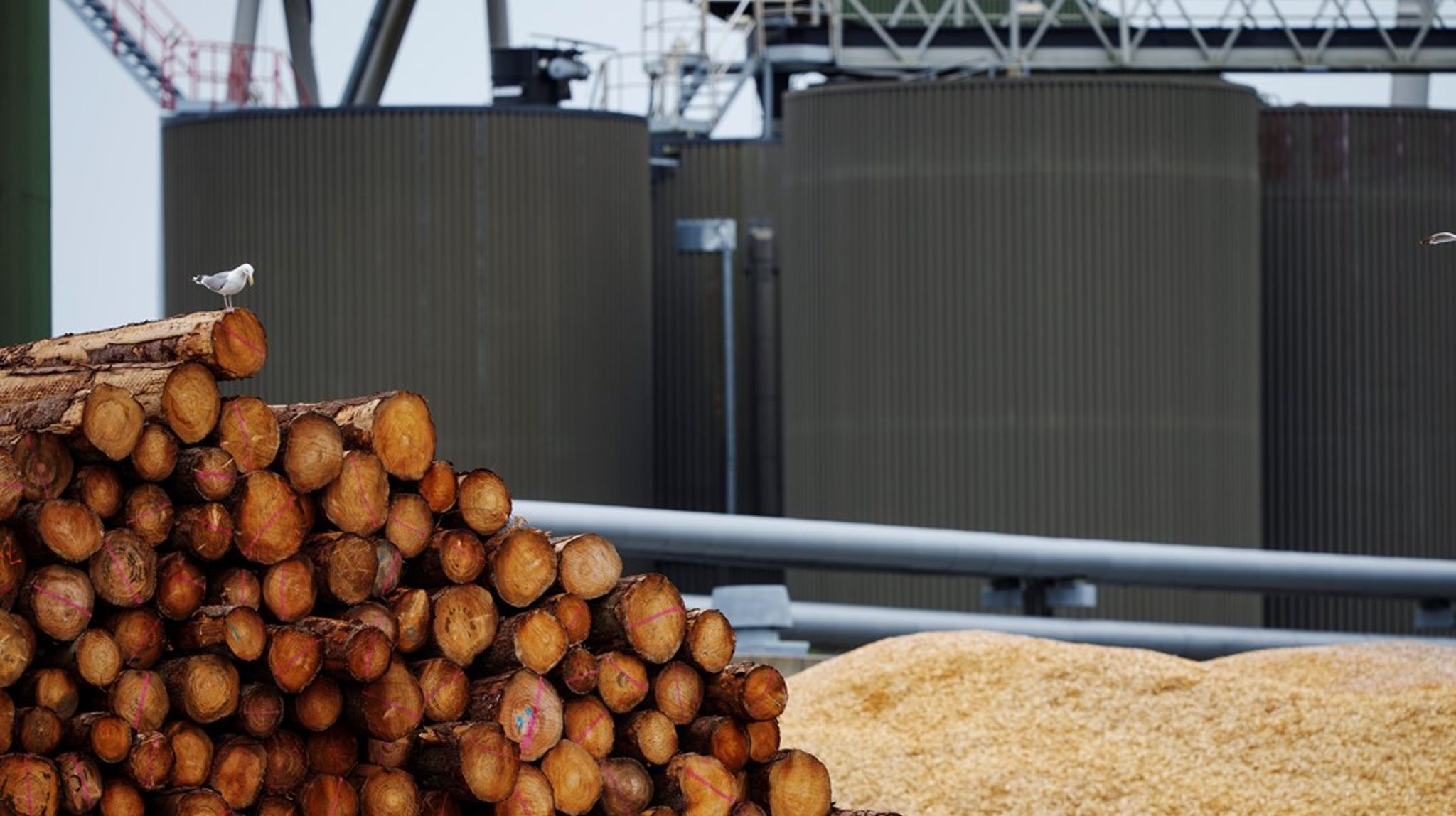 Afbrænding af skovtræ bør <a href="https://www.biofuelwatch.org.uk/2015/bioenergyout-pr/" target="" rel="">ikke betragtes som en vedvarende energikilde</a>, idet det er ødelæggende for biodiversiteten, underminerer skovenes evne til at modvirke klimaforandringerne og bringer menneskers sundhed <a href="https://www.theguardian.com/environment/2022/feb/15/wood-burners-emit-more-particle-pollution-than-traffic-uk-data-shows" target="" rel="">i fare</a>, skriver tre repræsentanter fra Miljøorganisationen NOAH
