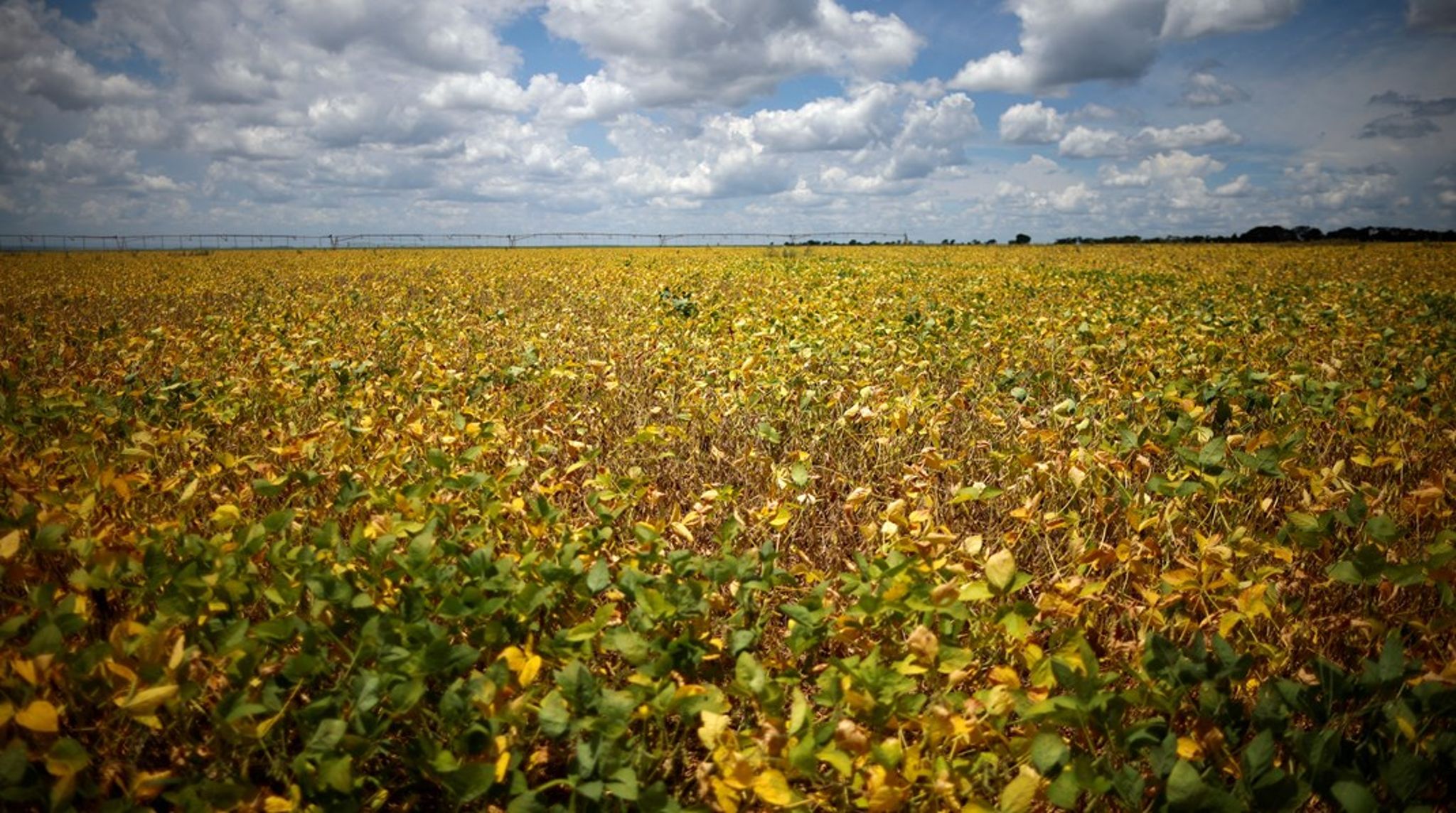 Hvis ikke et klimamærke skal kommunikere, at plantebaseret kost og produktion er bedre for klimaet, hvad skal så, spørger Christian Bugge Henriksen.<br>