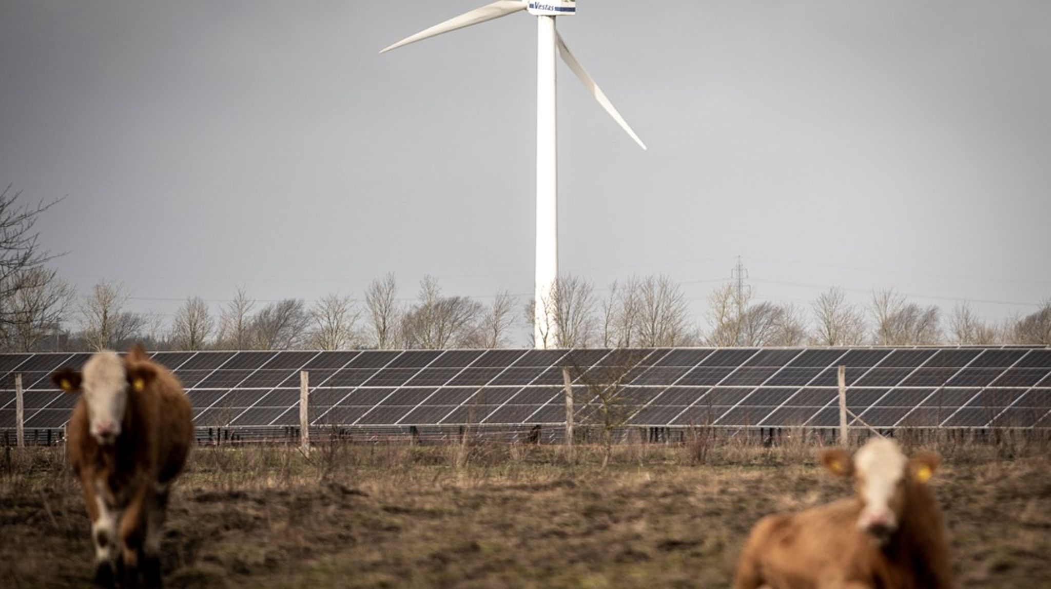 Landdistrikterne dækker store arealer. Her er naturressourcer, biodiversitet og økosystemtjenester, som
er nødvendige for at opretholde vores liv. Samtidig er de nu også hjørnestene for den grønne omstilling, skrive Karen&nbsp;Refsgaard.