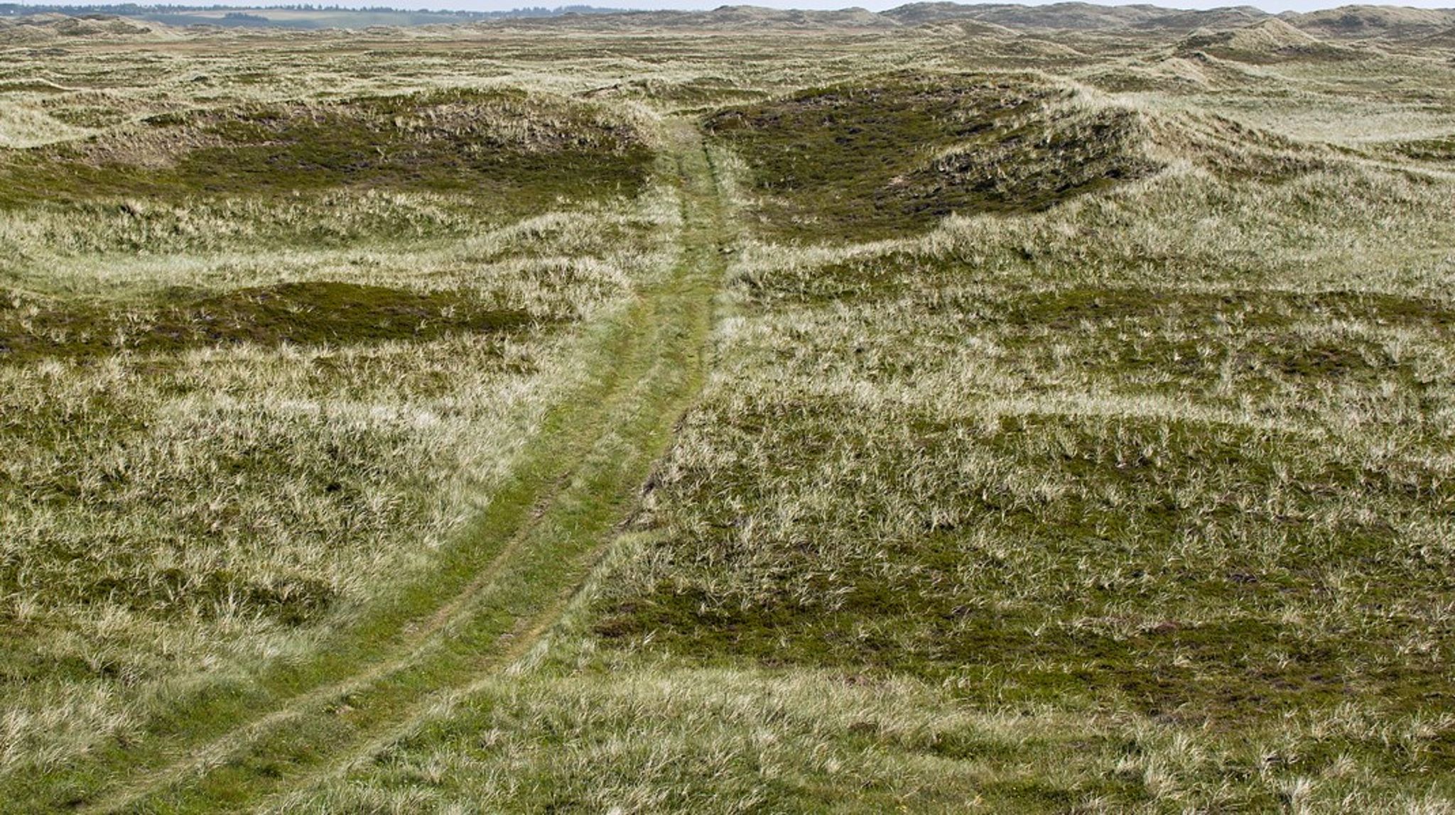 Danmark er et alt for lille et land til at oprette naturnationalparker, hvor dyr reelt kan leve frit, skriver Nick Zimmermann.