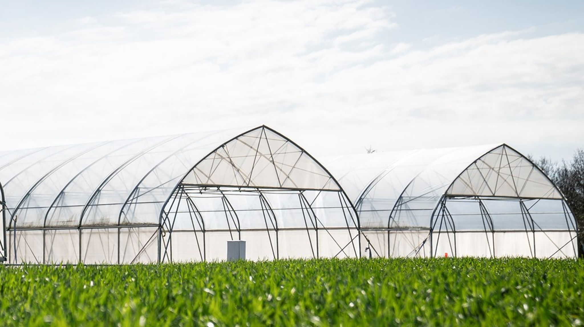Mange af de biologiske produkter på markedet i dag er udviklet til væksthuse og kræver derfor forholdsvis høje temperaturer. Det gør deres anvendelse i Danmark snæver, skriver Tanja Andersen.