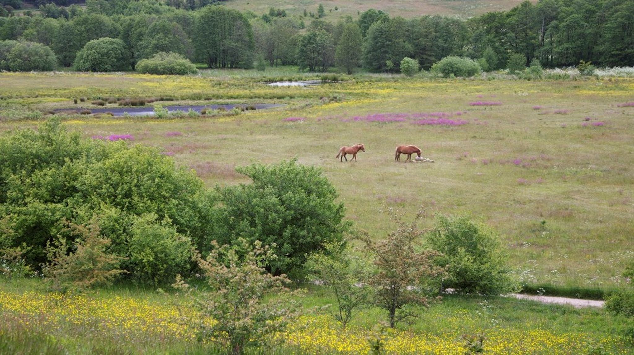 "I dag gives det laveste tilskud til de mest værdifulde naturarealer", skriver fire danske naturforskere.
