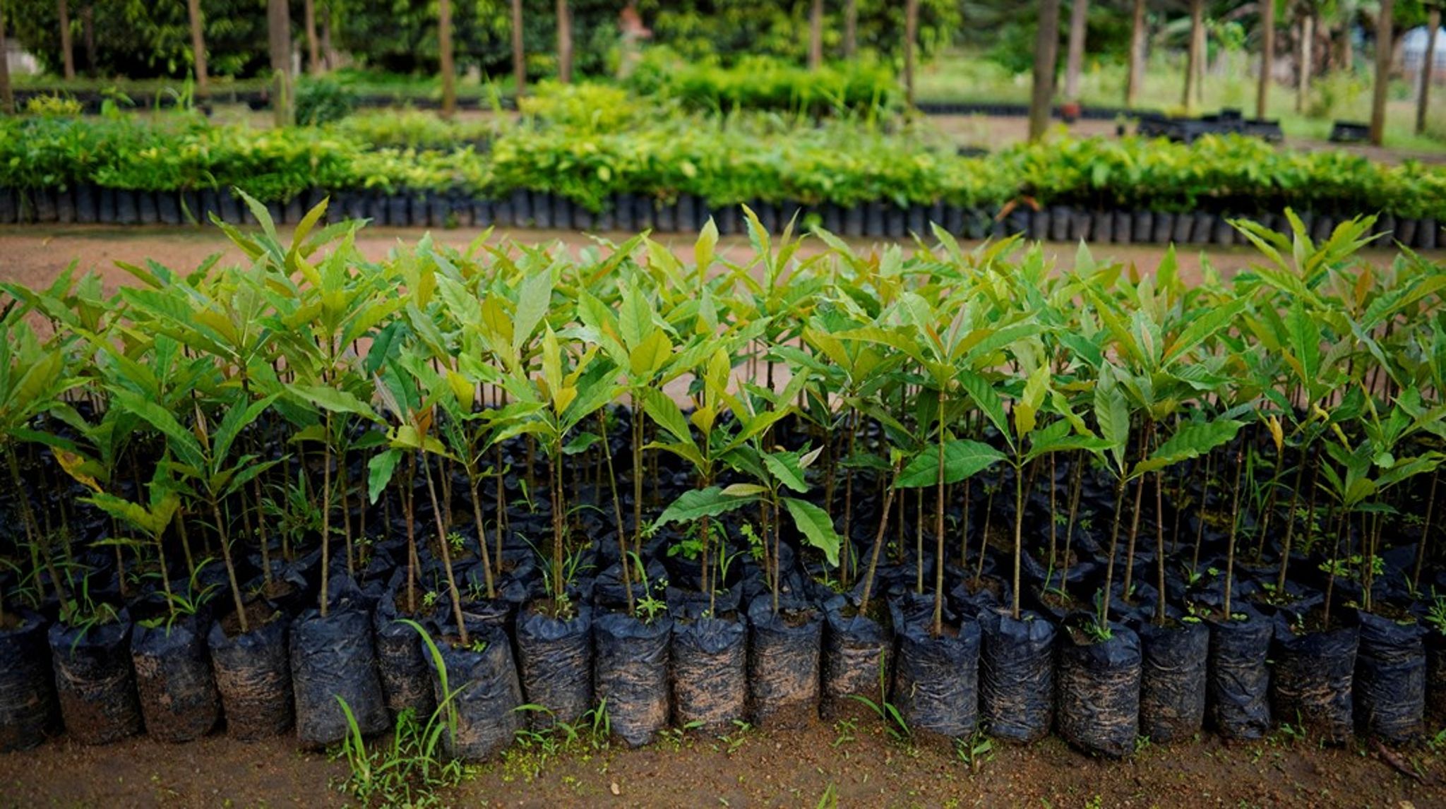 Hvis ny EU-aftale bliver stemt igennem, vil det fremover ikke være lovligt at stemple et produkt som klimaneutralt, hvis neutraliteten er fremkommet på baggrund af klimakompensation&nbsp;–&nbsp;eksempelvis ved at plante skov i udlandet. (Arkivfoto)