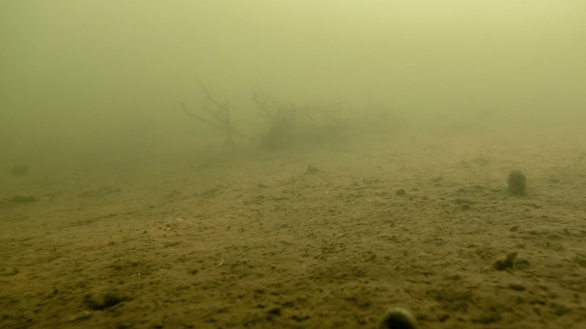 Eksemplerne på, at havet står på tærsklen til et kollaps har i år stået i kø. Udledningen af kvælstof til vores vandmiljø skal reduceres med minimum en tredjedel. 