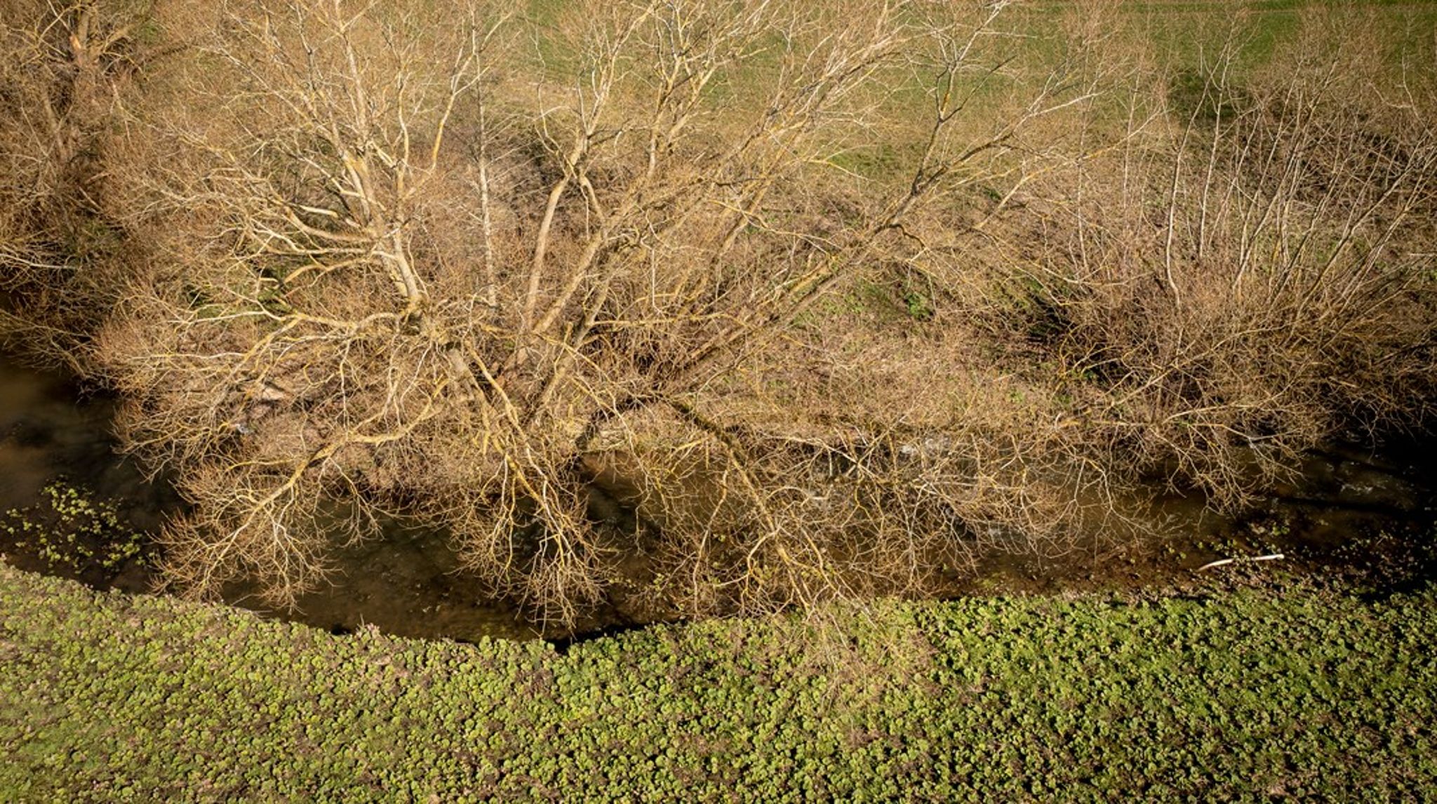 Biodiversitetsrådets seneste årsrapport kortlægger, hvordan det ser ud med den aktuelle beskyttelse af de danske land- og havområder. Det ser sort ud, men en ny biodiversitetslov kan være med til at vende tendensen. 