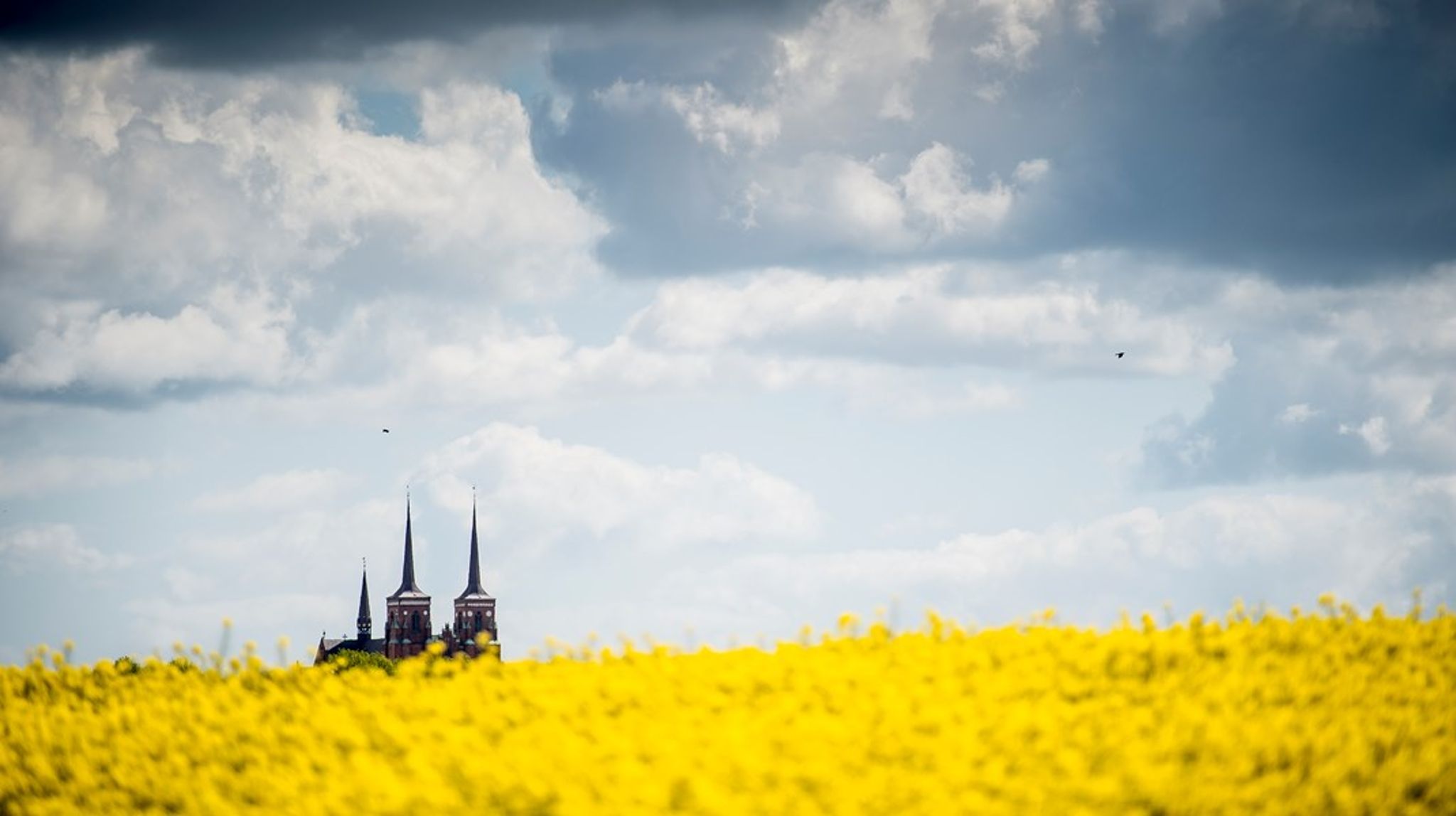 Skovrejsning, udtagning af lavbundsjorder, udbygning af vedvarende energi og økologisk landbrug er nogle af alternativerne til konventionelt landbrug, appellerer Folkekirkens Grønne Omstilling.&nbsp;Arkivfoto.
