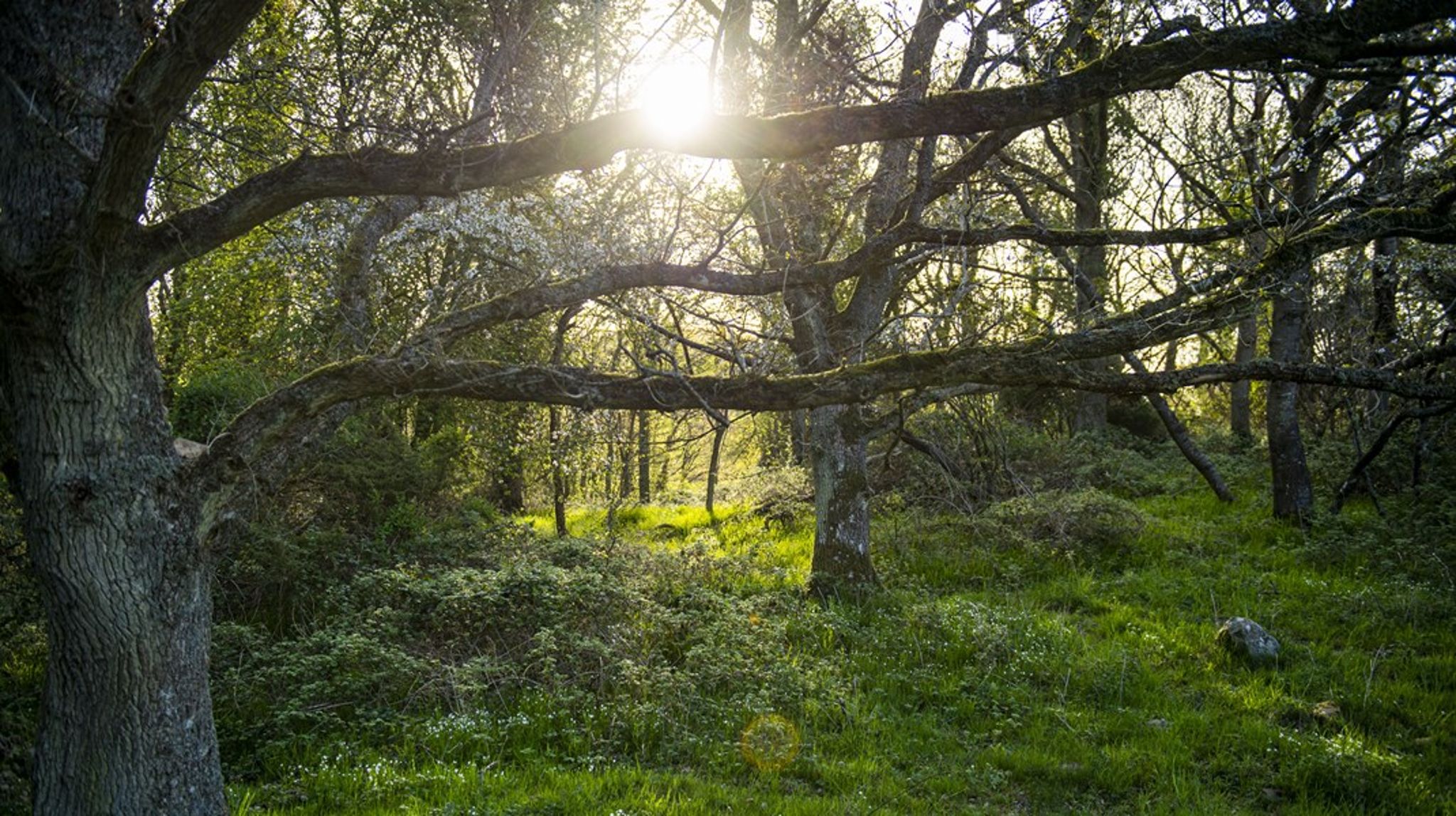 I 2020 afsatte et bredt flertal i Folketinget midler til at etablere naturnationalparker på 15 statsejede områder i landet med henblik på at fremme naturen og biodiversiteten.
