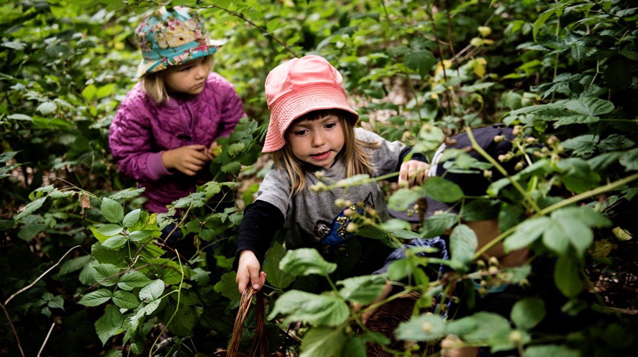 <span>Rigtig mange forældre ser værdien i at give bybørn mulighed for at udforske naturens planter og dyr, skriver Christine Nissen, Jakob Dreyer og Josefine Ørskov. Arkivfoto.<br></span>