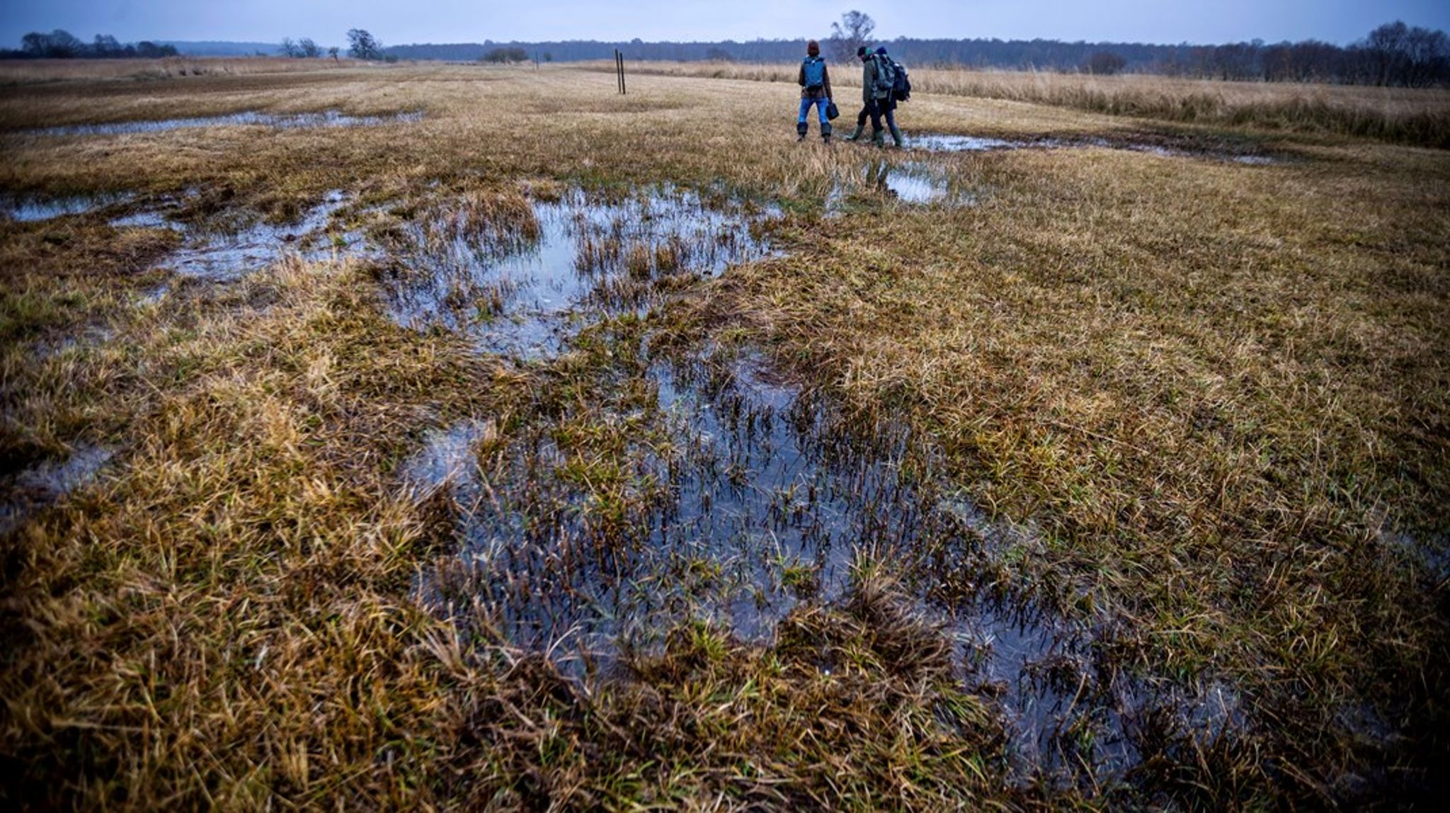 Med EU's naturgenopretningslov forpligter medlemslandene sig på at genoprette minimum 30 procent af de drænede tørveområder samlet i EU&nbsp;inden udgangen af 2030.