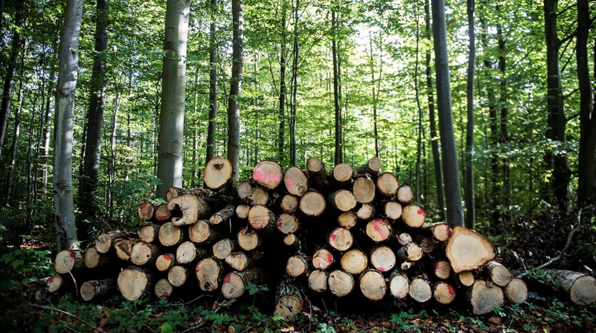 Det er vigtigt, at initiativer til naturgenopretning og -beskyttelse sker med forståelse for, at der fortsat er brug for træproduktion i skovene,&nbsp;Anders Frandsen.