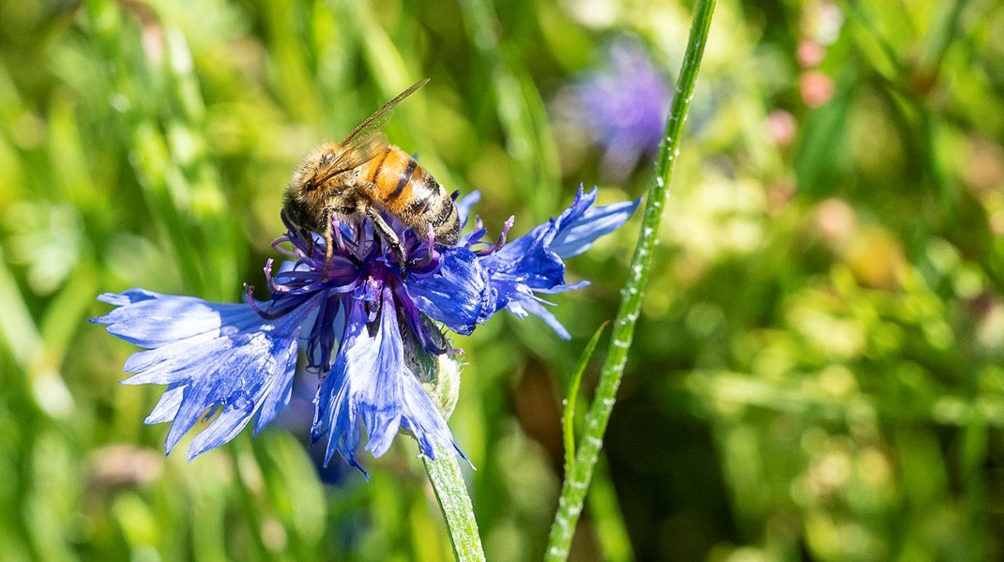 Biodiversitet er et hit både i danskernes haver og hos fonde. Begge steder er opmærksomheden på grønne organisationer steget over de sidste tre år, viser en ny rapport fra ISOBRO. <br>