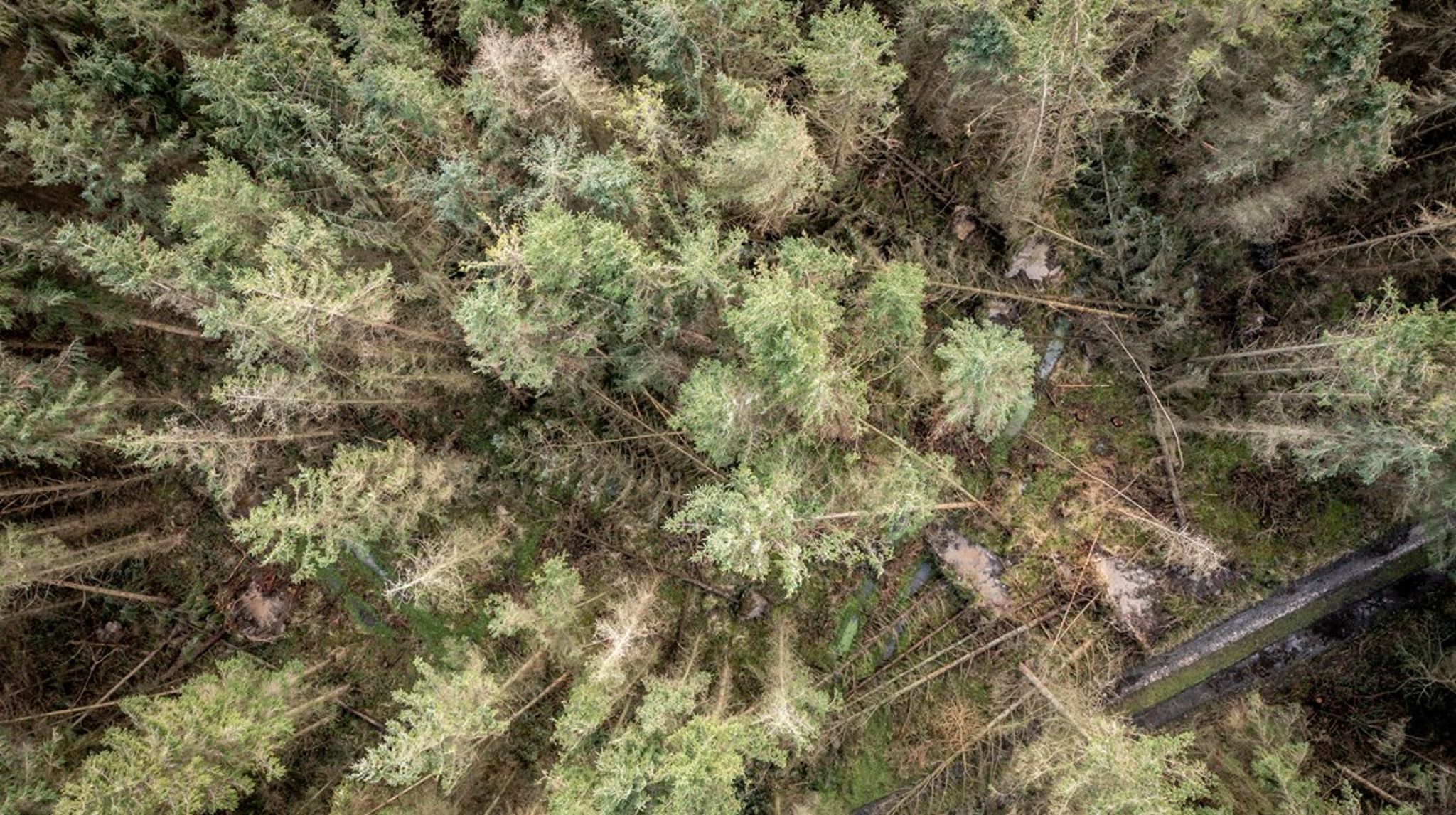 Kommunerne står ofte forrest, når nye initiativer skal implementeres lokalt. Som fond skal vi arbejde med på de dagsordner og give kommunerne redskaber og midler. Det gælder eksempelvis, når de lokale DK2020-planer om ny skov skal realiseres, skriver Poul Erik Lauridsen.