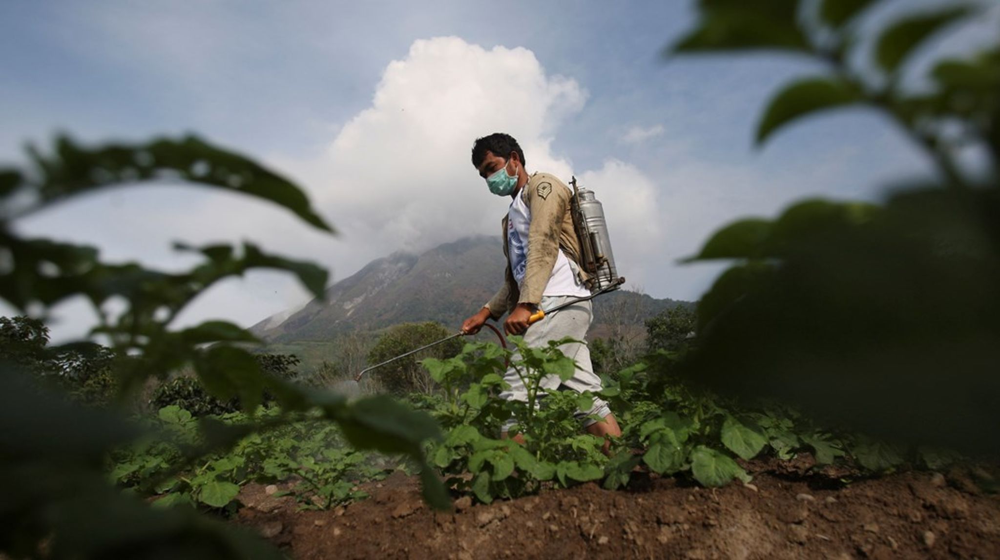“Deres regler var næsten strammere end de danske,” fortæller Hans Ebbensgaard Murillo om arbejdet med at gøre Indonesiens økologiske standarder mere tilgængelige for de små producenter.