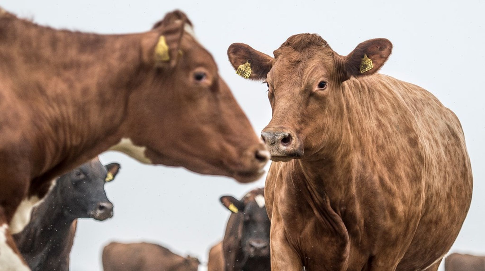 Landbrugets fonde, der blandt andet tæller Kvægafgiftsfonden, har fået ny bestyrelse.