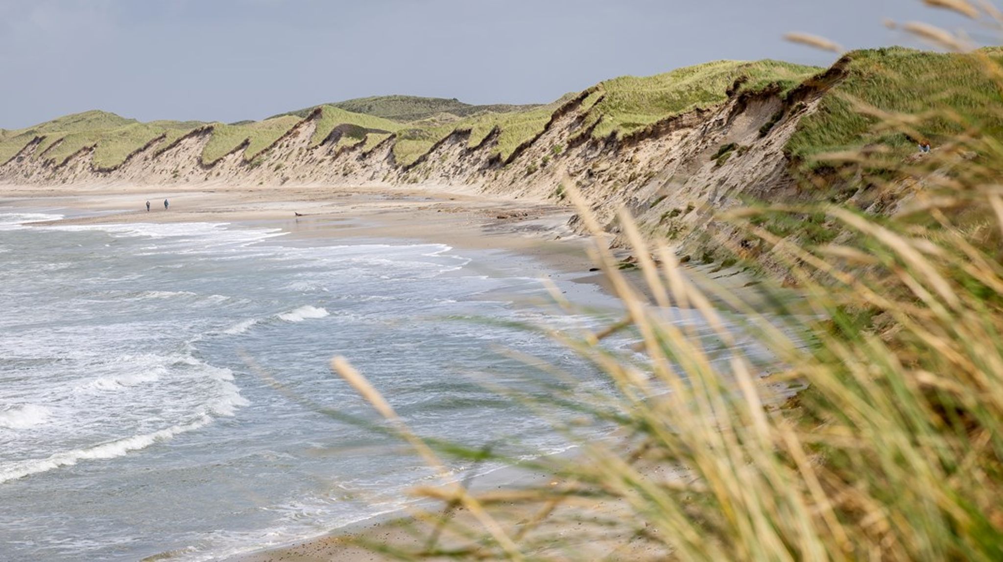 Det kunne i Danmark være gammel, urørt skov og dele af mose- og klitarealet. Disse naturtyper dækker imidlertid ikke 10 procent af landarealet, skriver Jesper Bak.