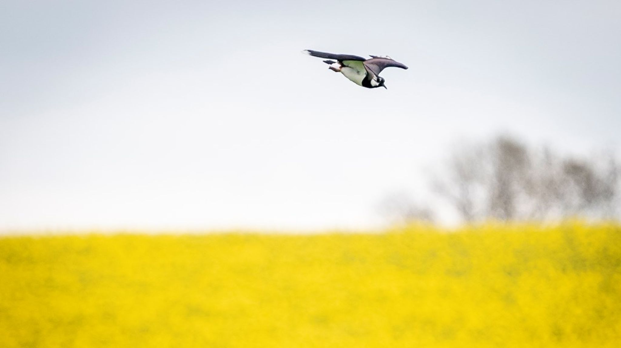 Vi håber og beder om, at der bliver en vedholdenhed om, at også de dyrkede marker skal indeholde naturelementer, så landbrugslandets fugle som vibe, lærke, gulspurv og agerhøne får bedre livsbetingelser og dermed forbliver en del af naturen i det åbne land, skriver Niels Søndergaard.