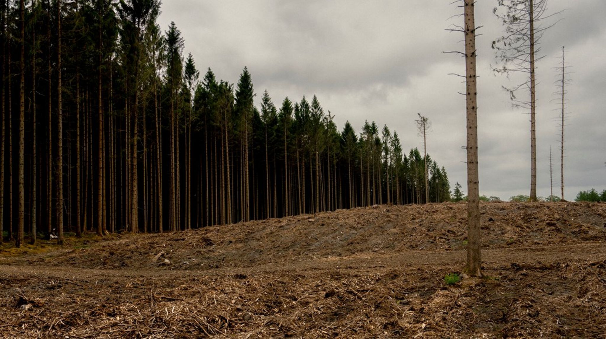 15. Juni Fonden arbejder for at få mere natur i Danmark, mens Klimaskovfonden under Ministeriet for Grøn Trepart har til formål at rejse mere skov og udtage lavbundsjorde på kommunalt ejede områder.&nbsp;&nbsp;