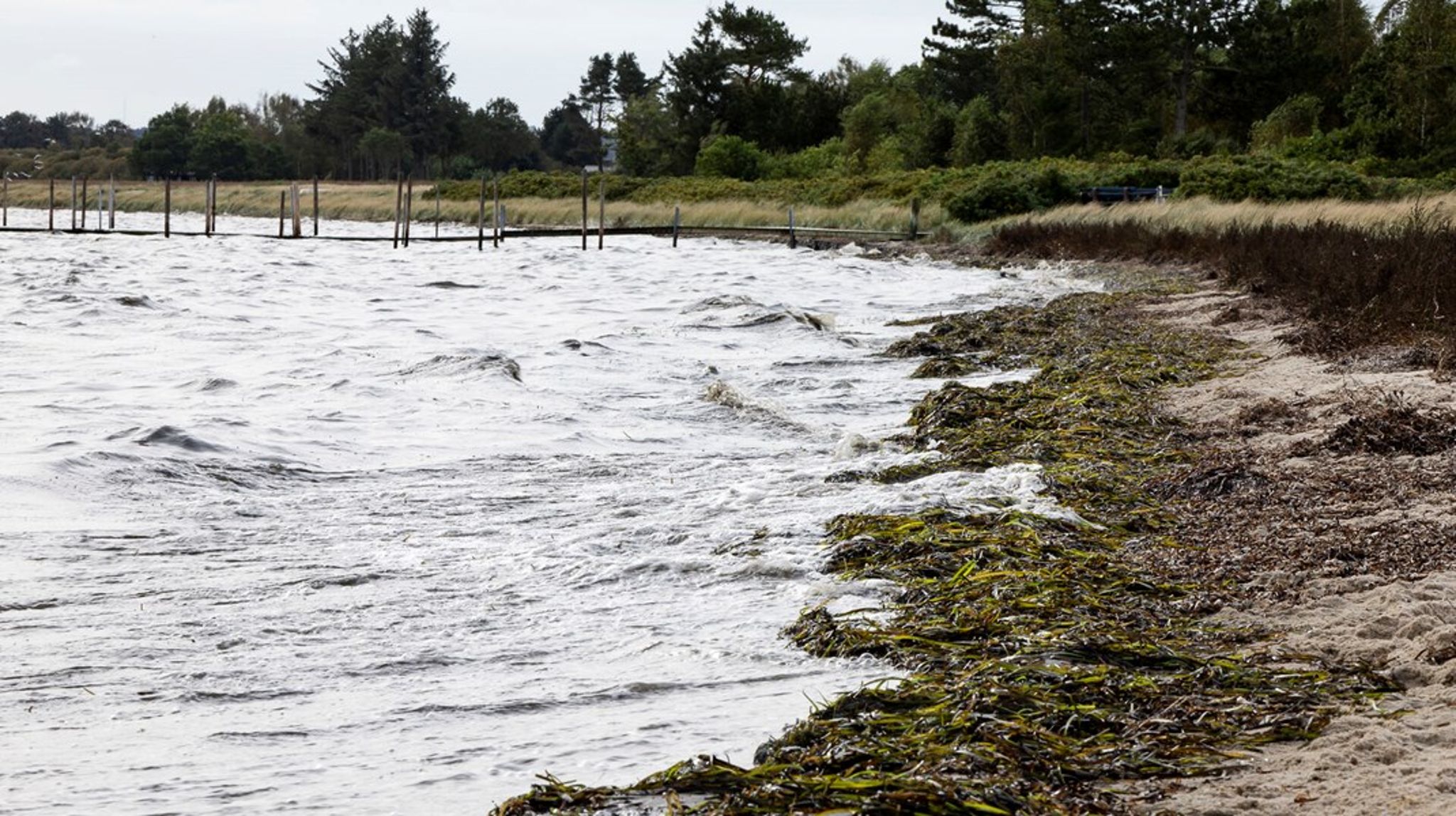 Stranden ved Lundø i Skive Fjord, hvor Miljøstyrelsen i september 2024 målte kraftligt iltsvind.