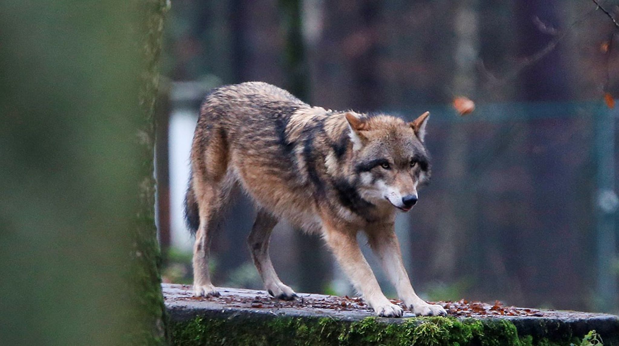 Styrelse skal nu revurdere, hvornår en ulv er tilstrækkelig til gene for dyr og mennesker, før den må reguleres.