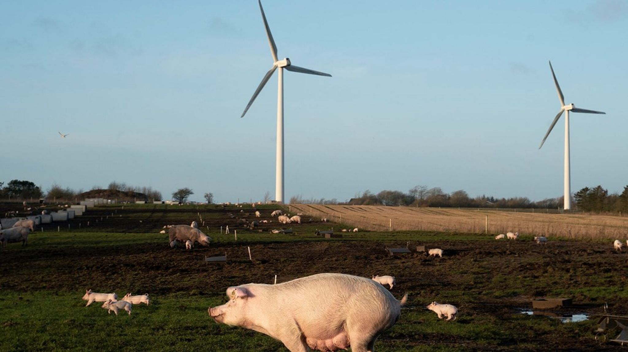 Vores ambition er, at vi skal reducere vores kødproduktion til den mængde, vi selv kan spise.
Det vil reducere CO2-udledningen fra landbruget med cirka 86 procent, skriver Sascha Faxe (Å) og Christina Olumeko (Å).