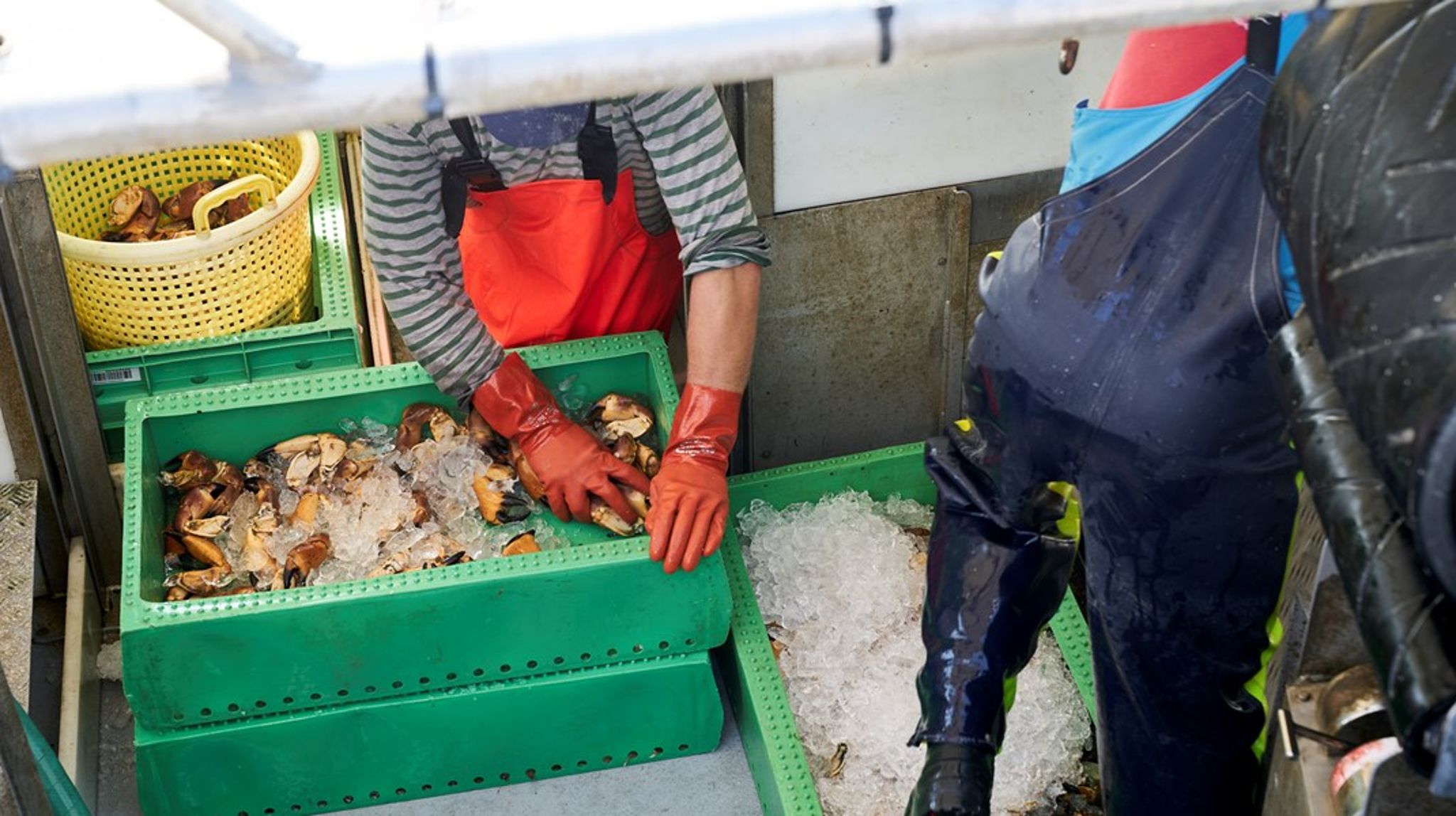 Det er en kompleks situation, hvor den danske CO2-afgift – på trods af gode intentioner – risikerer at modarbejde målet om en mere klimavenlig fødevareproduktion, skriver Anne Mette Bæk.