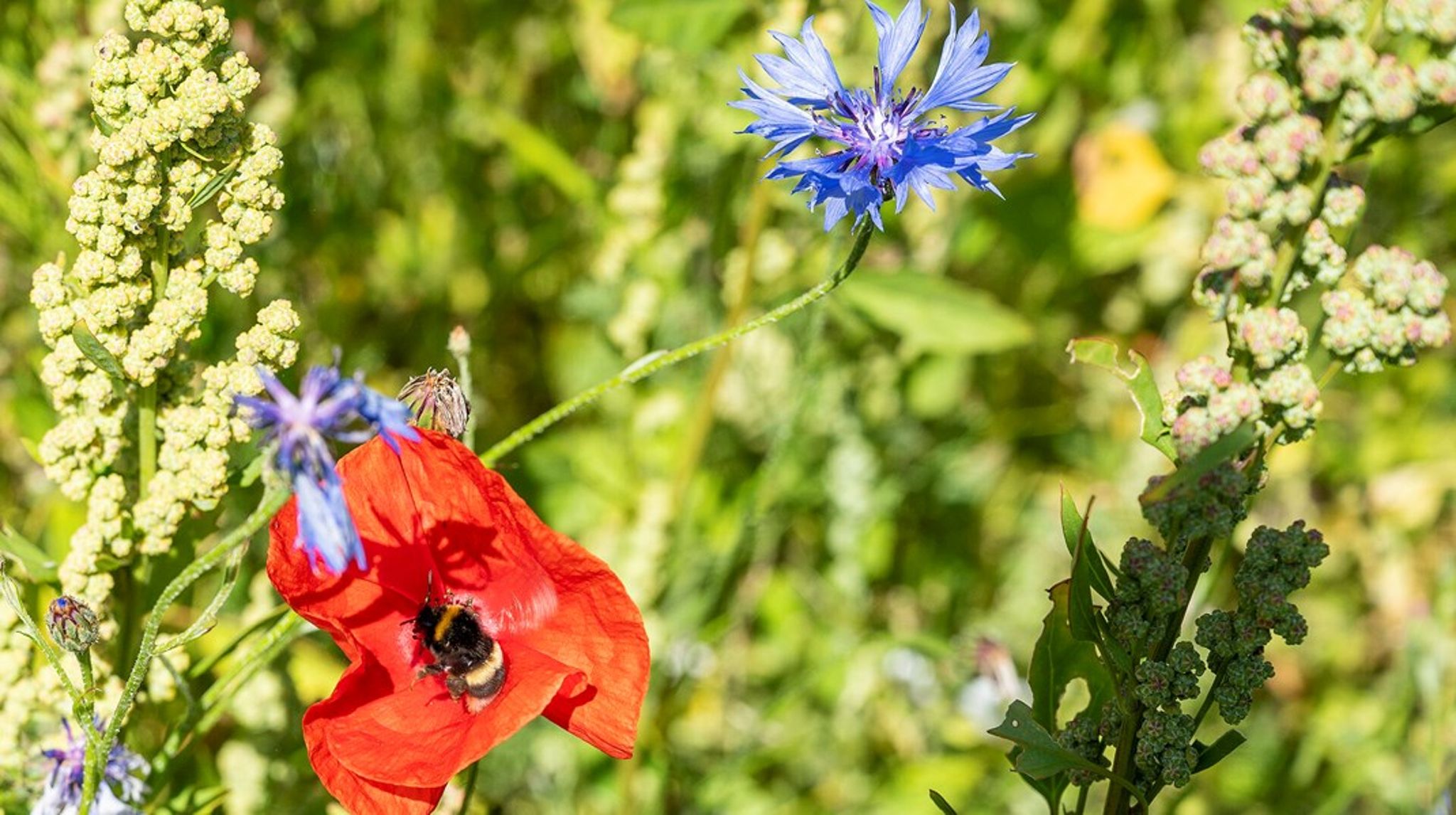 28 af landets 98 kommuner har en særskilt biodiversitetsstrategi.