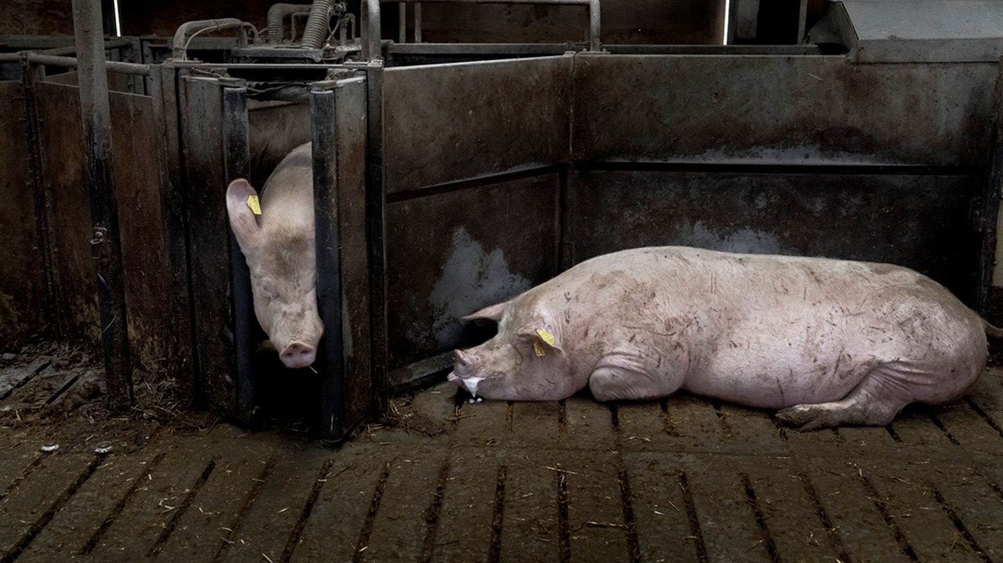 Efter flere års tilbagegang i antibiotikaforbruget er udviklingen de senere år stagneret. I svineproduktionen er forbruget igen begyndt at stige en smule. Det skal der ifølge Etisk Råd gøres noget ved. 