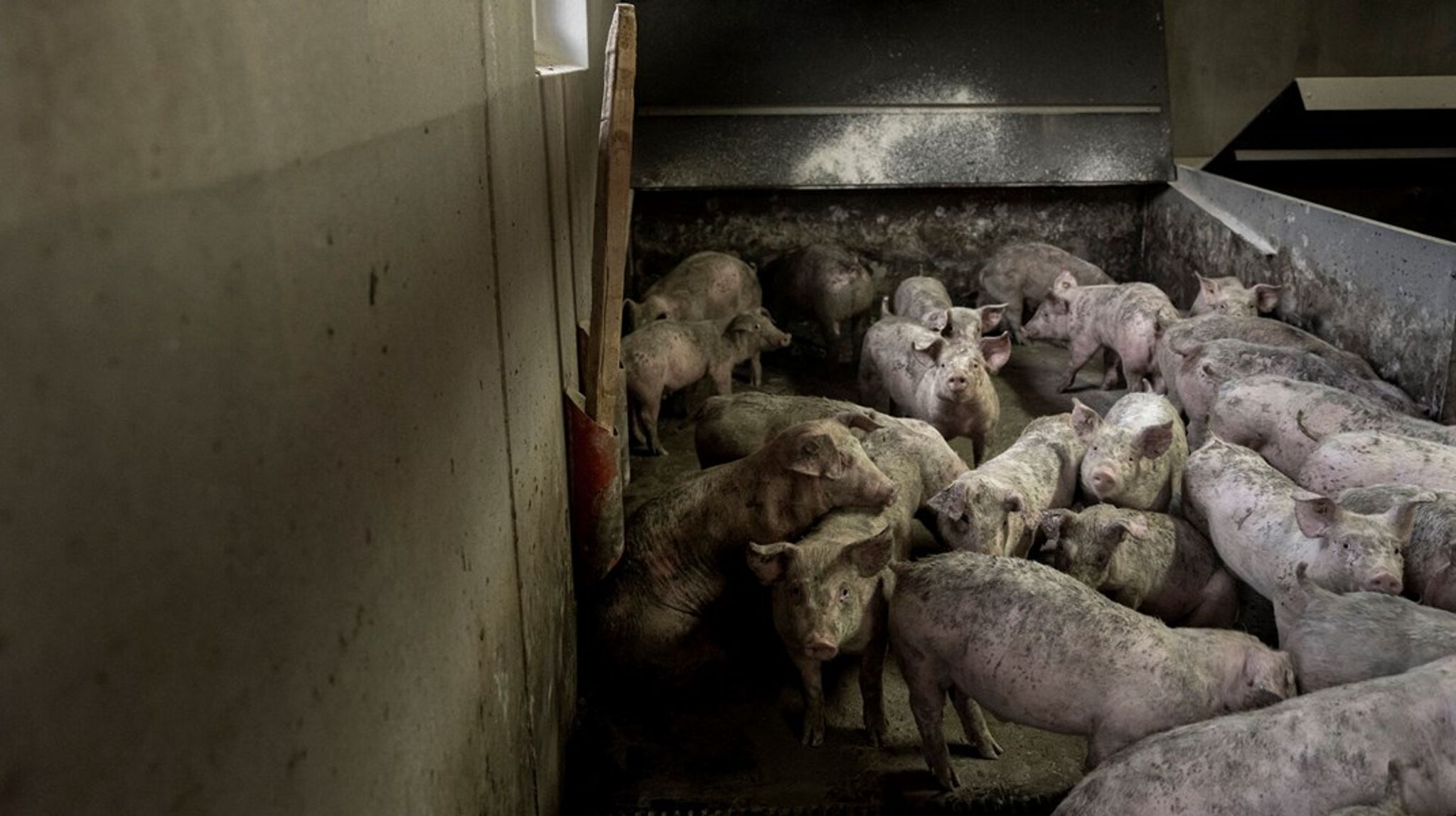 Der produceres årligt 30 millioner svin i Danmark. En ny Epinion-måling viser, at kun hver tredje vælger mener, at det er for mange.