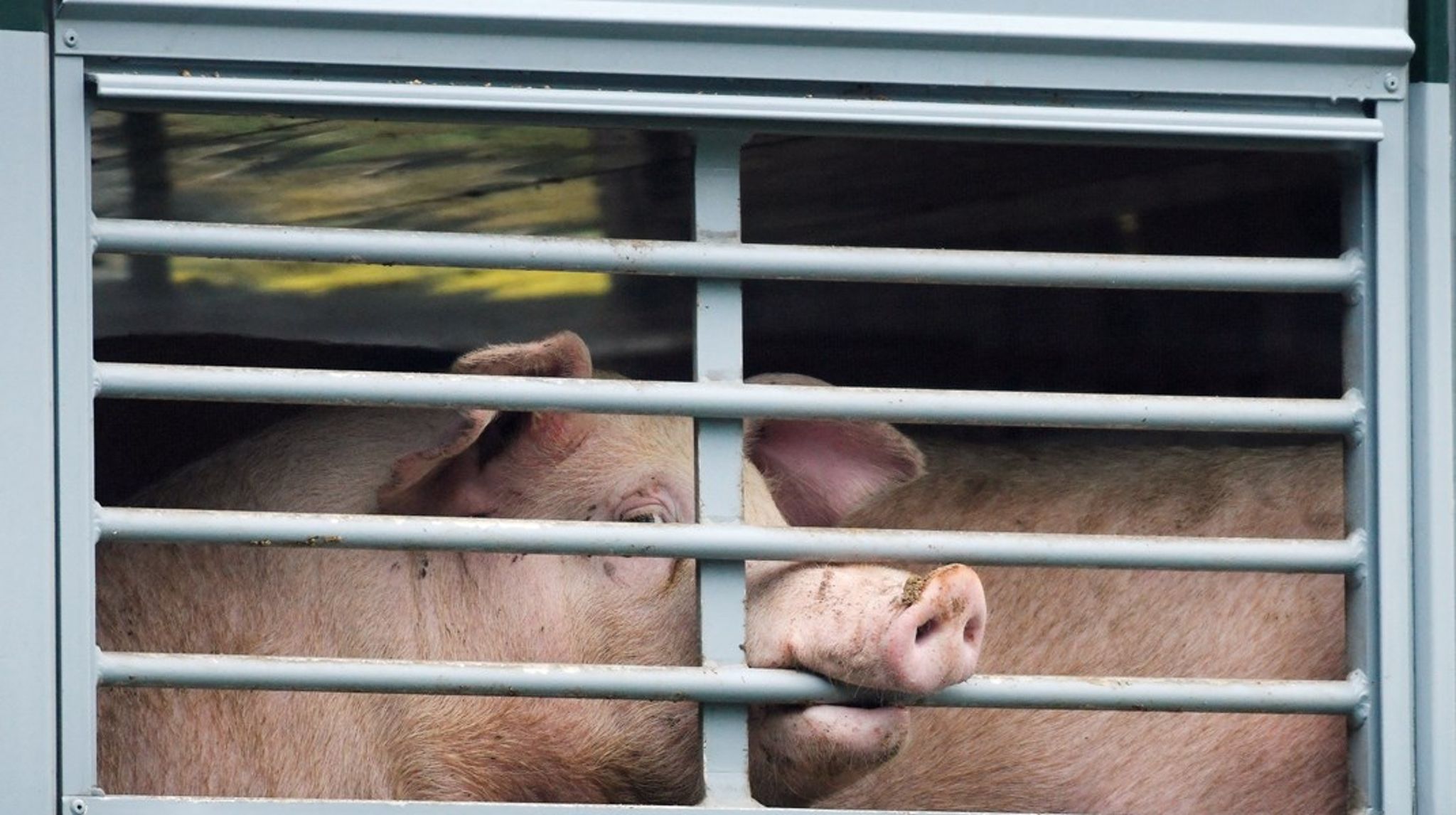 Siden EU-Kommissionen præsenterede sit udspil til bedre dyrevelfærd under dyretransporter, er forhandlingsprocessen gået helt i stå.