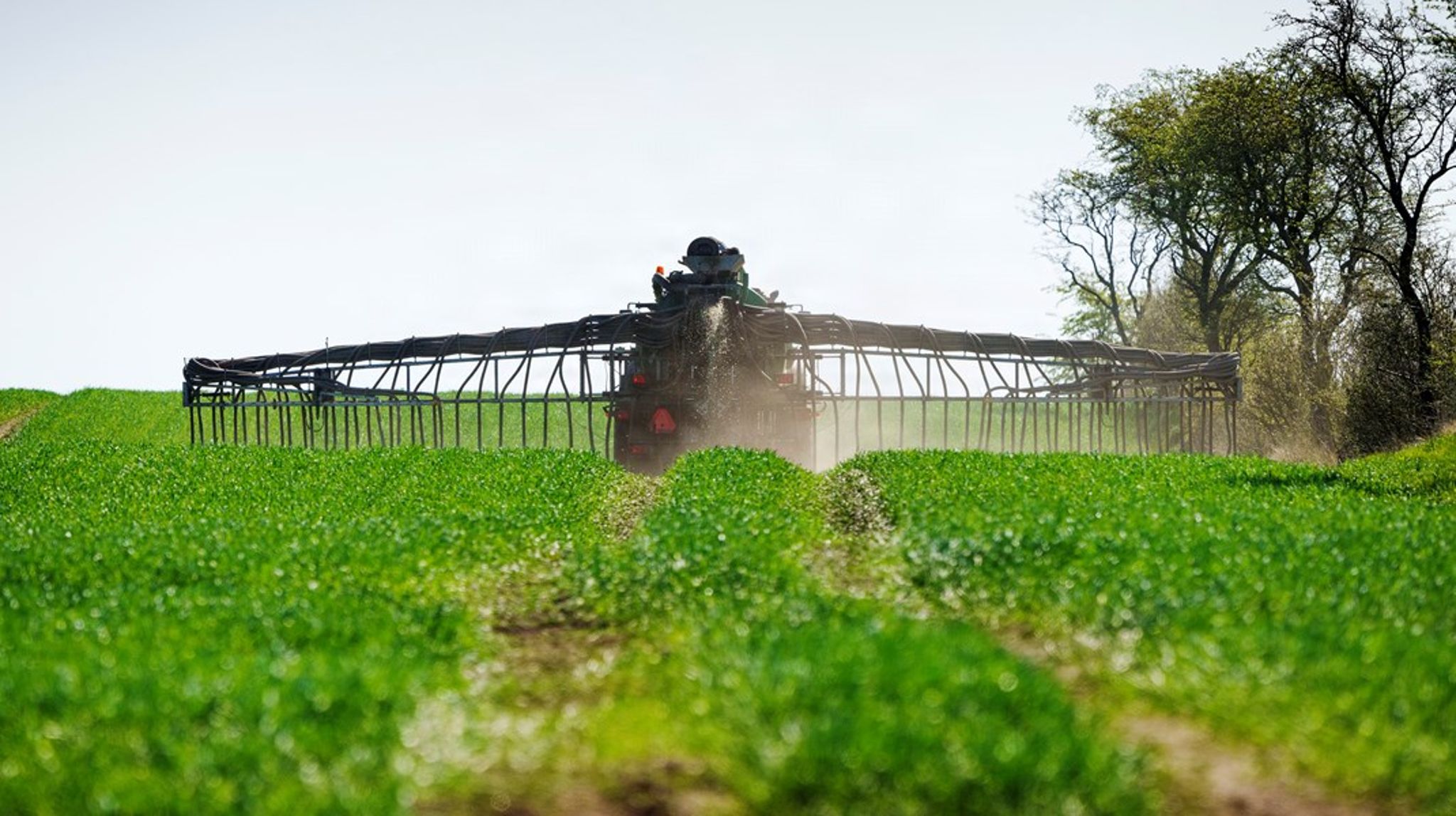 Kartoffelproduktionen er blandt de mest pesticidkrævende i dansk landbrug, og med udfasningen af PFAS-midler står avlerne tilbage med få effektive værktøjer og stigende usikkerhed om fremtidens udbytter, skriver Søren Bak, Sven Bostyn og Seila Bozicev i dette indlæg.