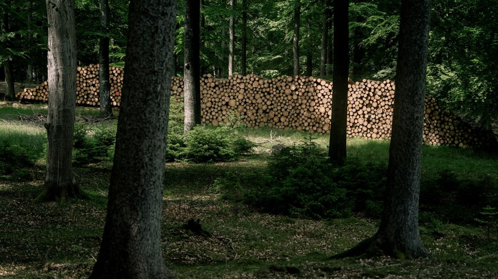 Ambitionen i den grønne trepart bør først og fremmest være at skabe politiske rammer, der gør det attraktivt at etablere mere skov og mere natur, skriver Anders Frandsen.