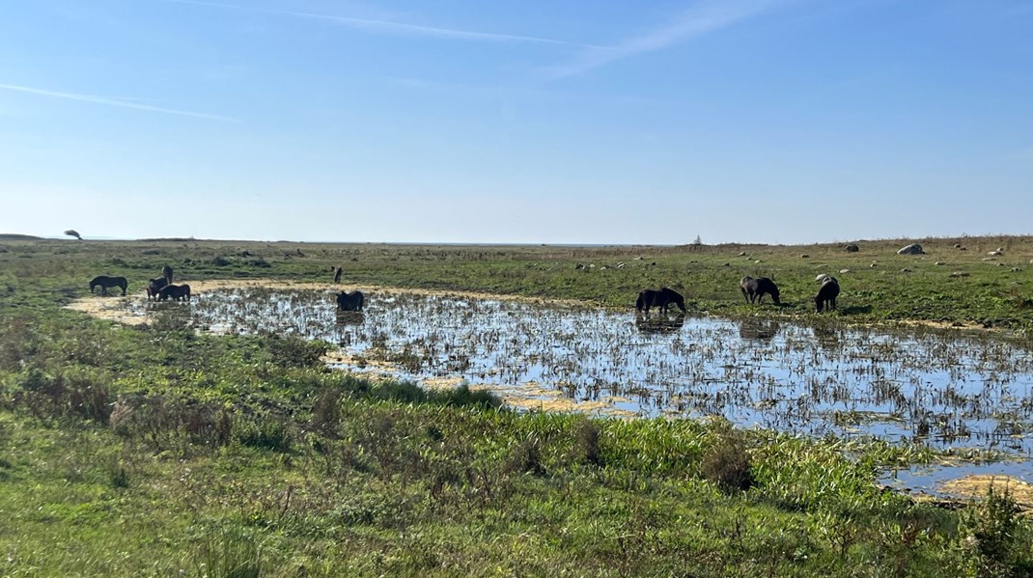I dag er mange arter som rødlig perlemorsommerfugl og birkemusen truede,
og de risikerer med tiden at uddø i den fragmenterede danske natur, som
vi har i dag, med mange adskilte naturarealer, skriver Maria Reumert
Gjerding.<br>