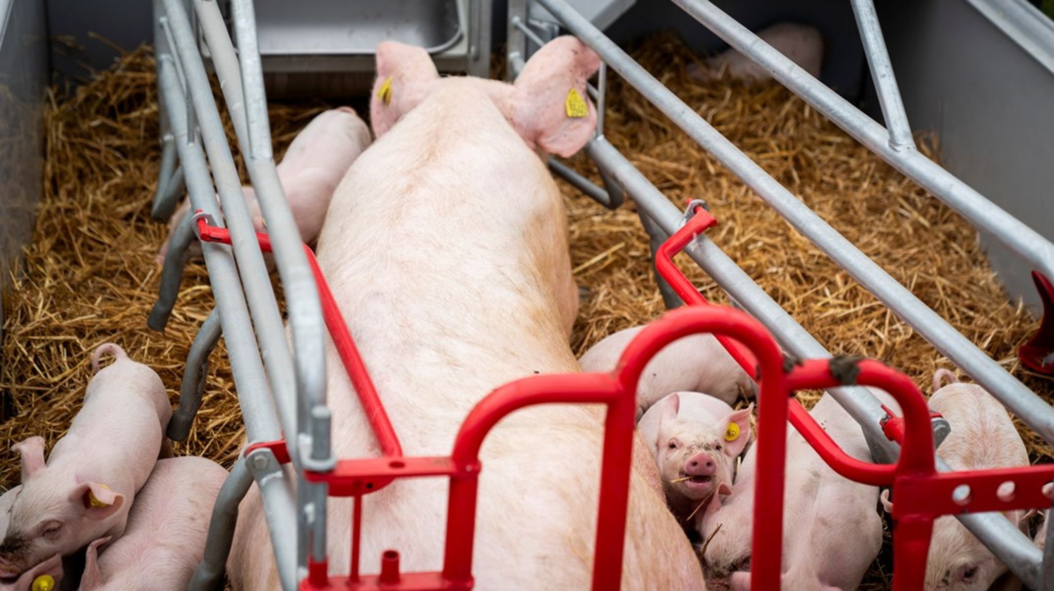 Statsrevisorerne rettede 27. april en skarp kritik mod Fødevarestyrelsen og til dels Styrelsen for Grøn Arealomlægning og Vandmiljø for reelt ikke at håndhæve loven. Listen af kritikpunkter er lang, skriver Britta Riis.<br><br>