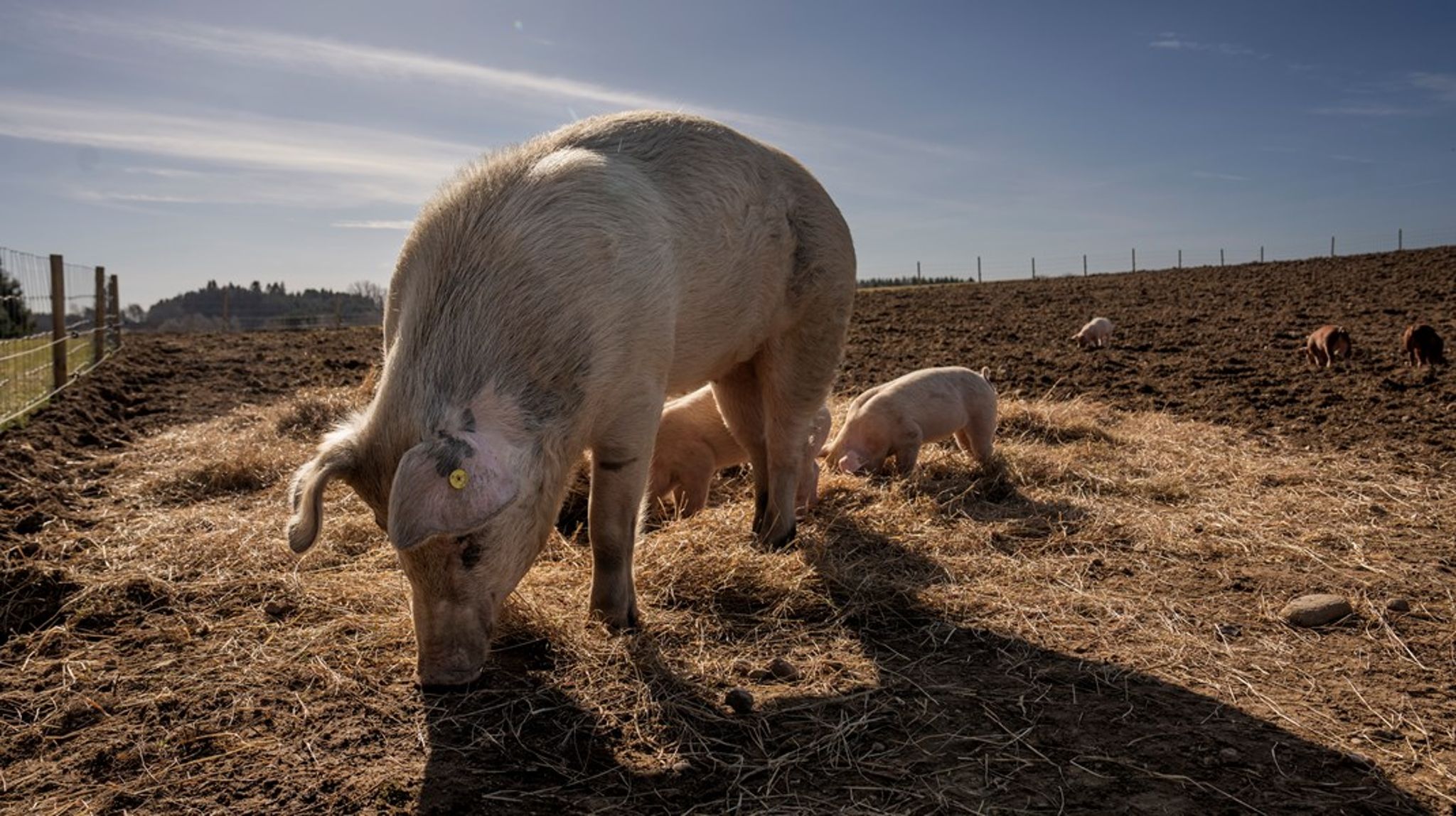Statsrevisorernes kritik af myndighedernes kontrol med dyrevelfærden i griseproduktionen har fået Greenpeace til at foreslå at nedlægge Ministeriet for Fødevarer, Landbrug og Fiskeri.<br>