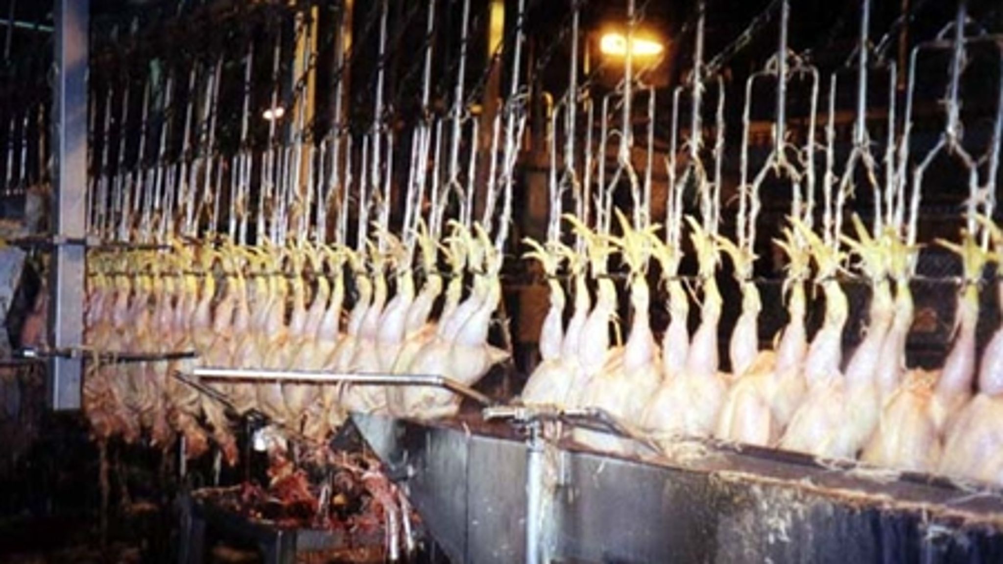 Dansk Folkeparti og Islamisk Trossamfund er begge tilhængere af en mærkning af halal-slagtet kød. I Danmark er det især kyllinger, der halal-slagtes.
