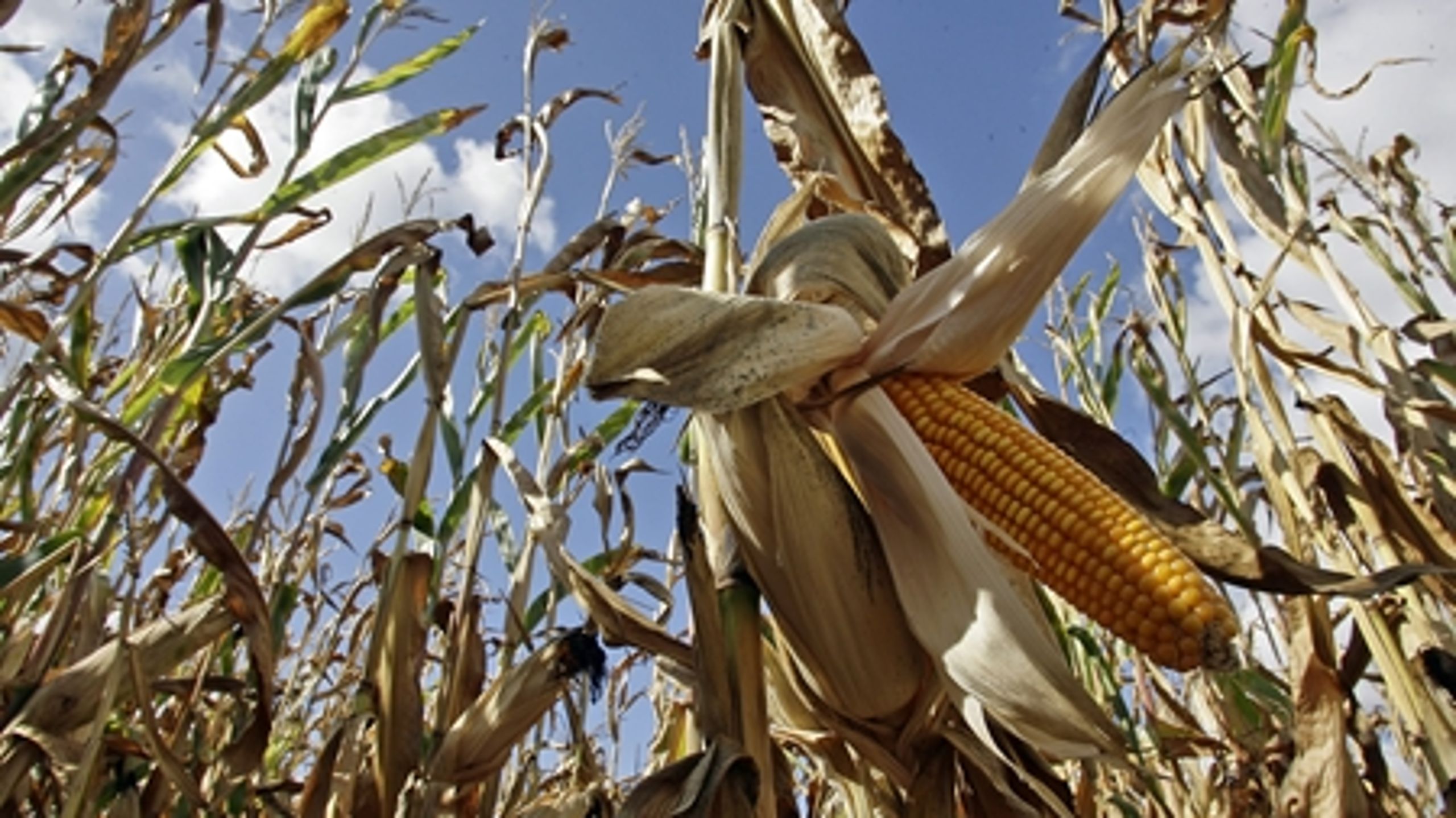 Monsanto afviser kritik af forsøgsmarker - fortrolighed er nødvendig for at få korrekte resultater, lyder det.