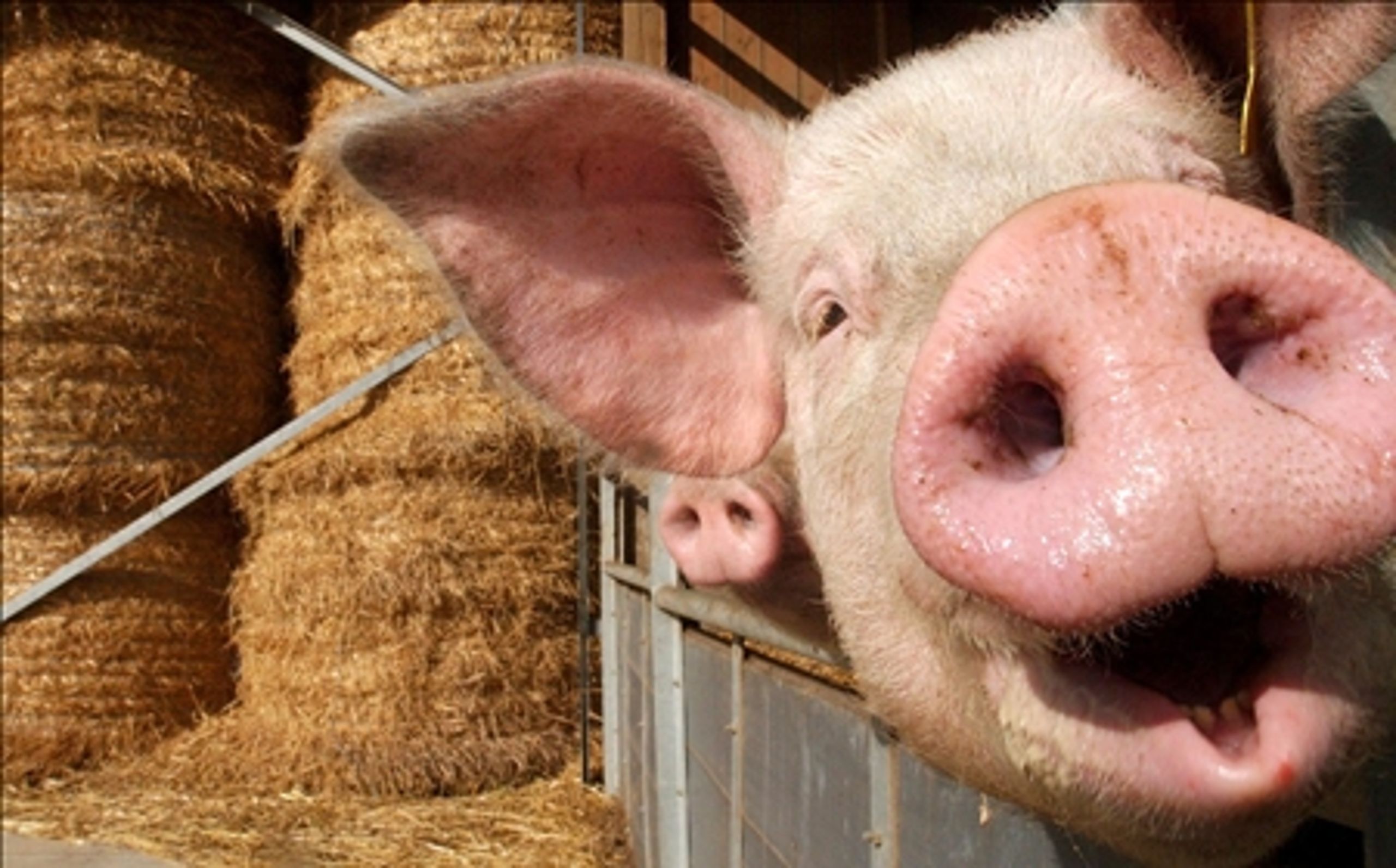 Grise, køer, får og geder er kræftfremkaldende, hvis man spiser for meget af dem. 