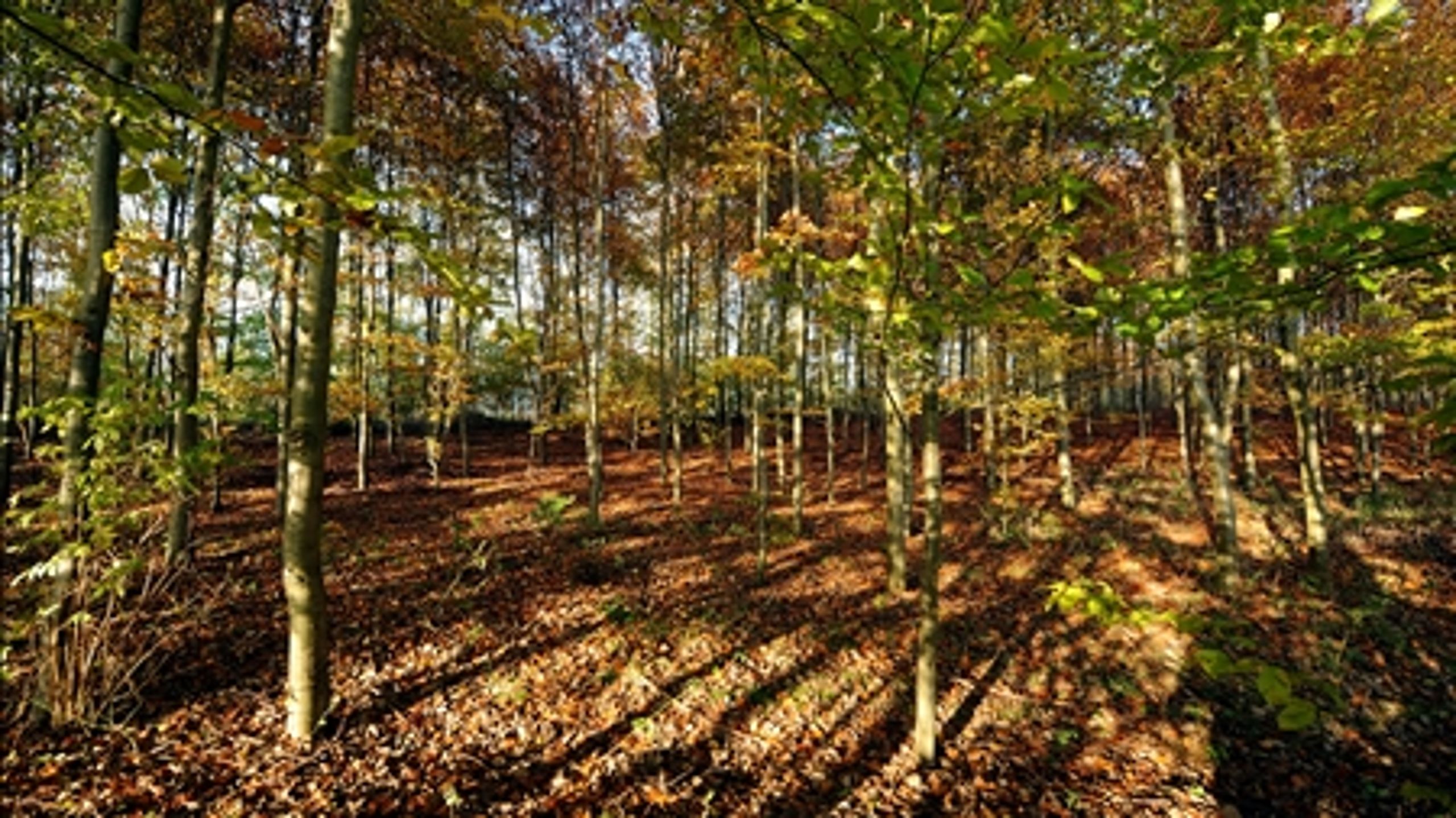 Der skal mere fokus på principperne for den danske skovpolitik, mener miljøministeren.